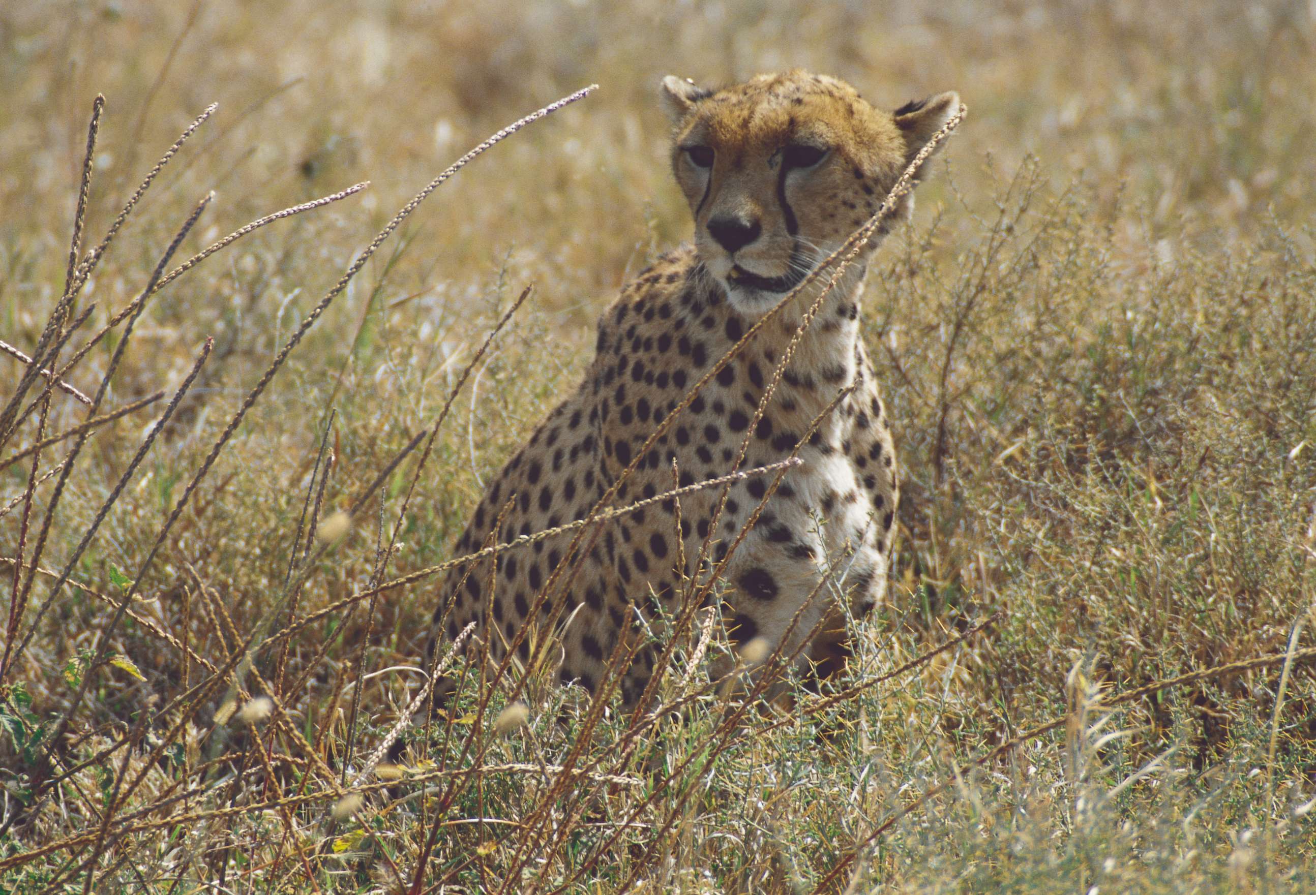 Guépard dans le parc national du Serengeti