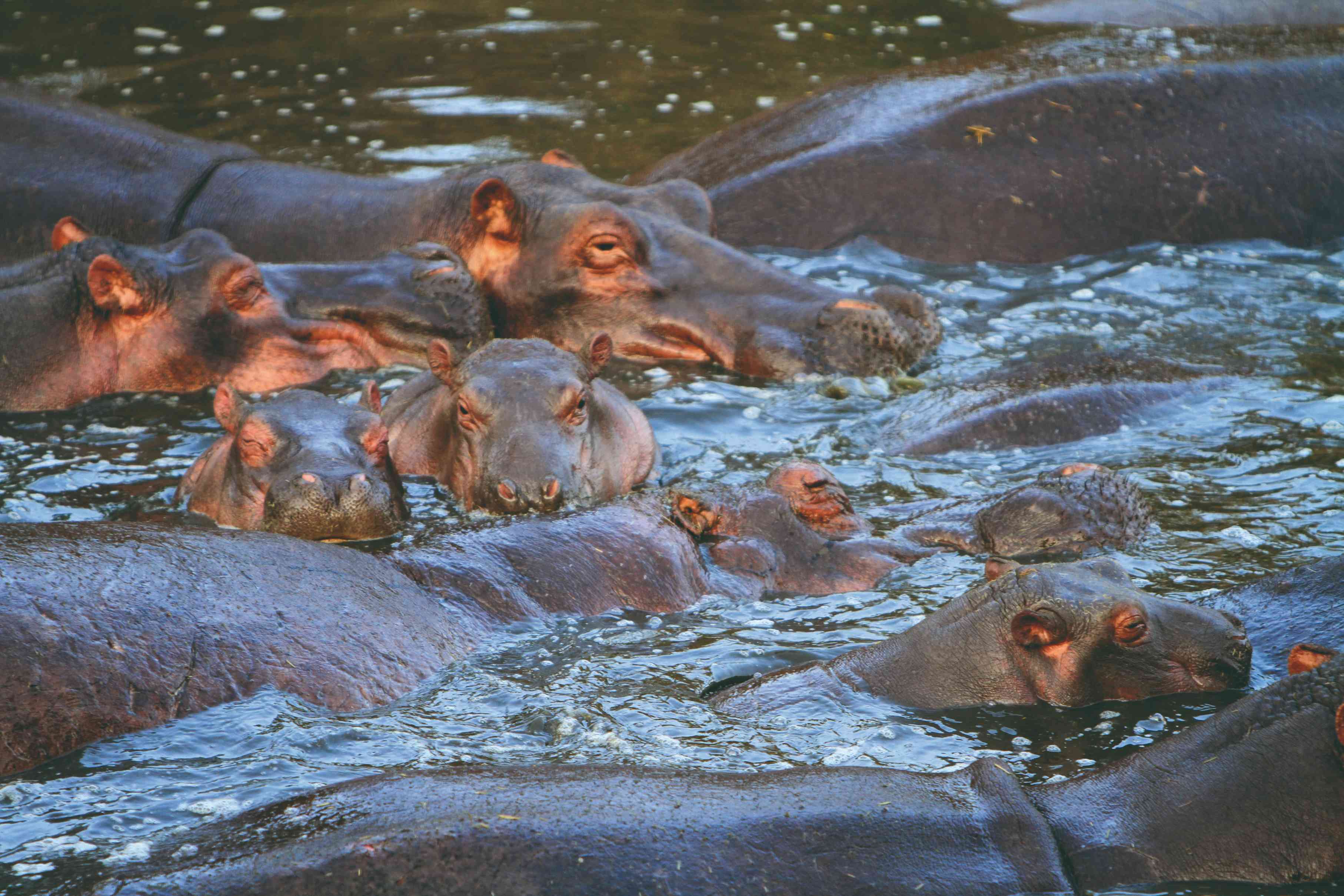 Hippopotames dans le Parc National du Serengeti