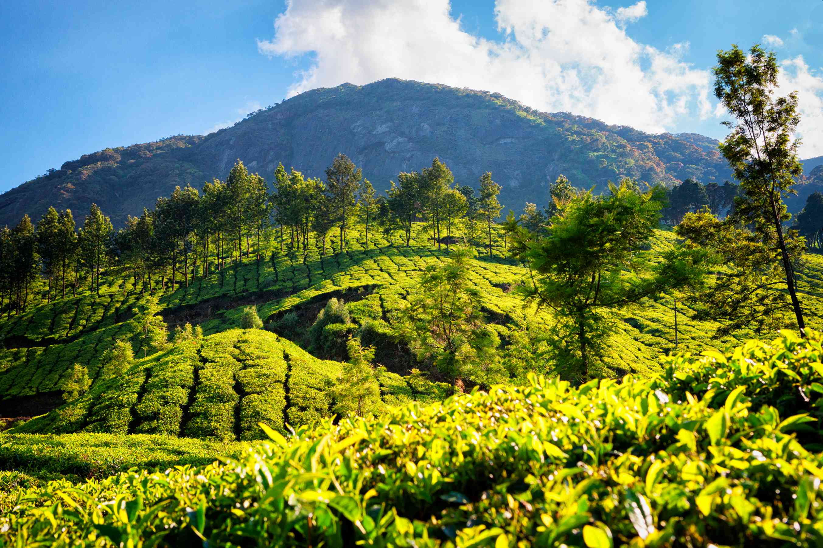 Plantations de thé, Munnar.