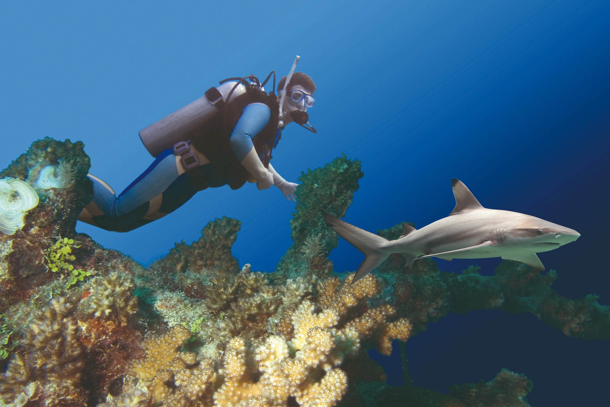 Plongeur et requin en Australie.