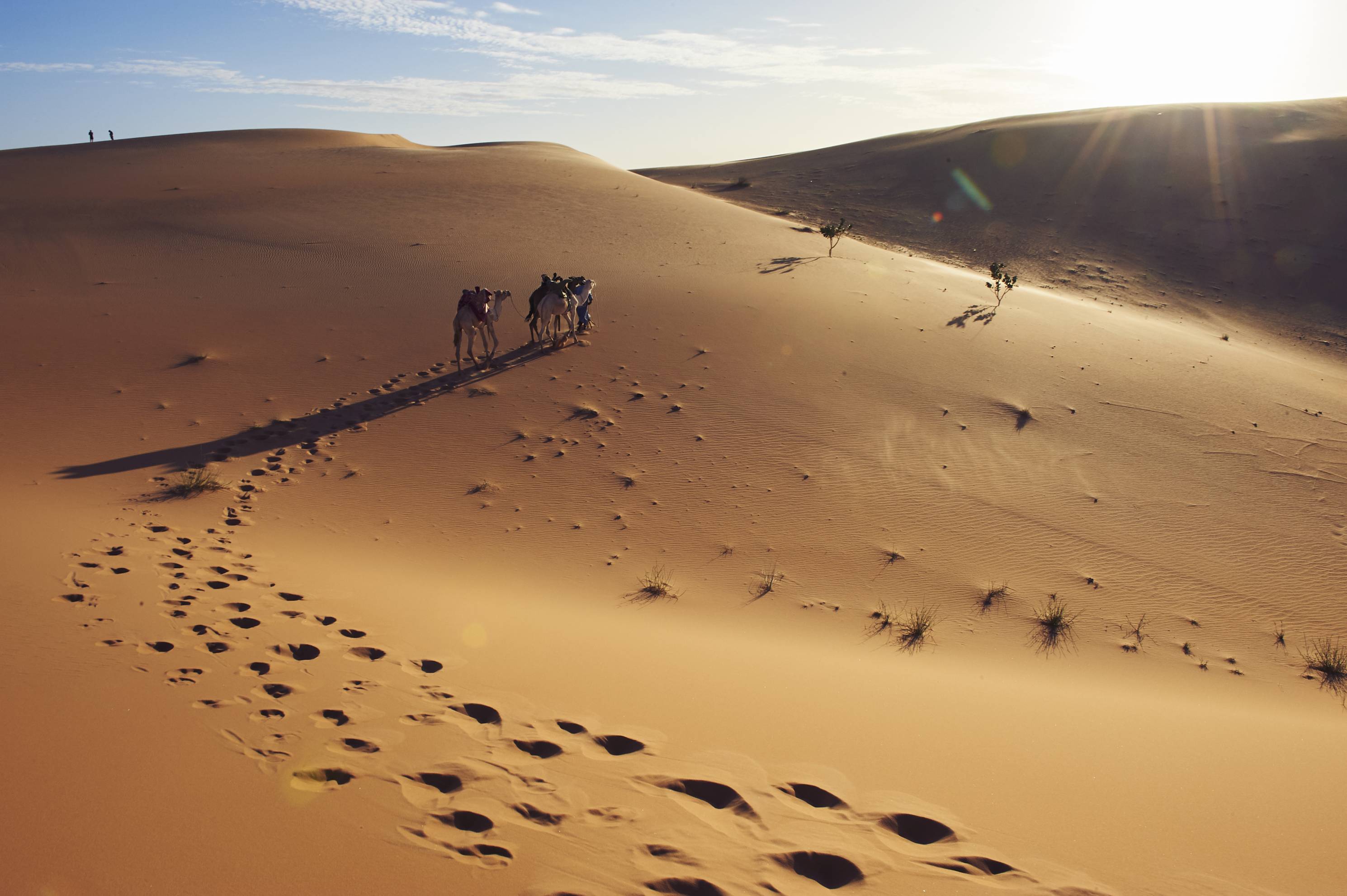 Excursion à dos de chameau dans le Sahara