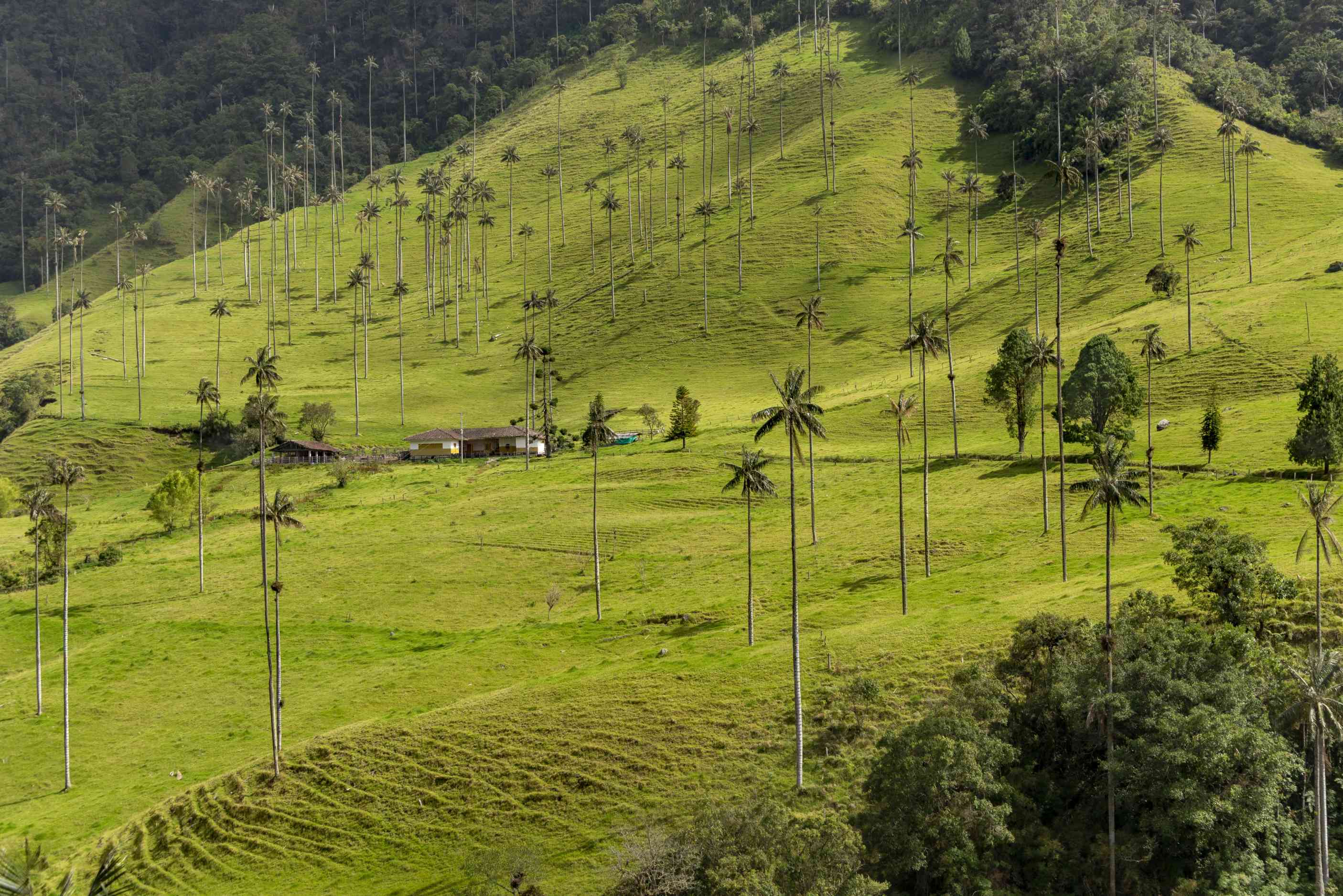 Vallée de Cocora, Quindio.