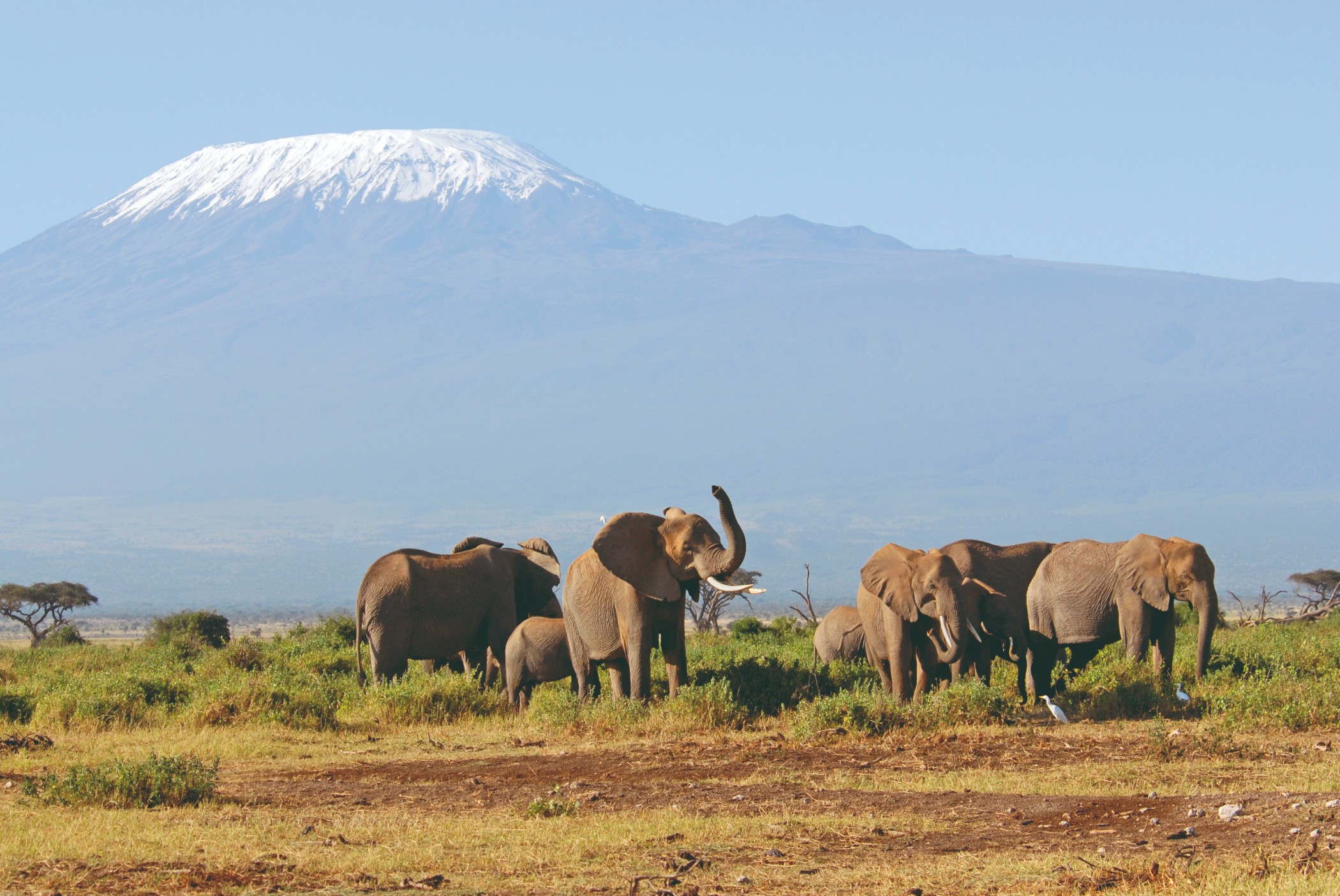 Éléphants dans la région du Kilimandjaro.