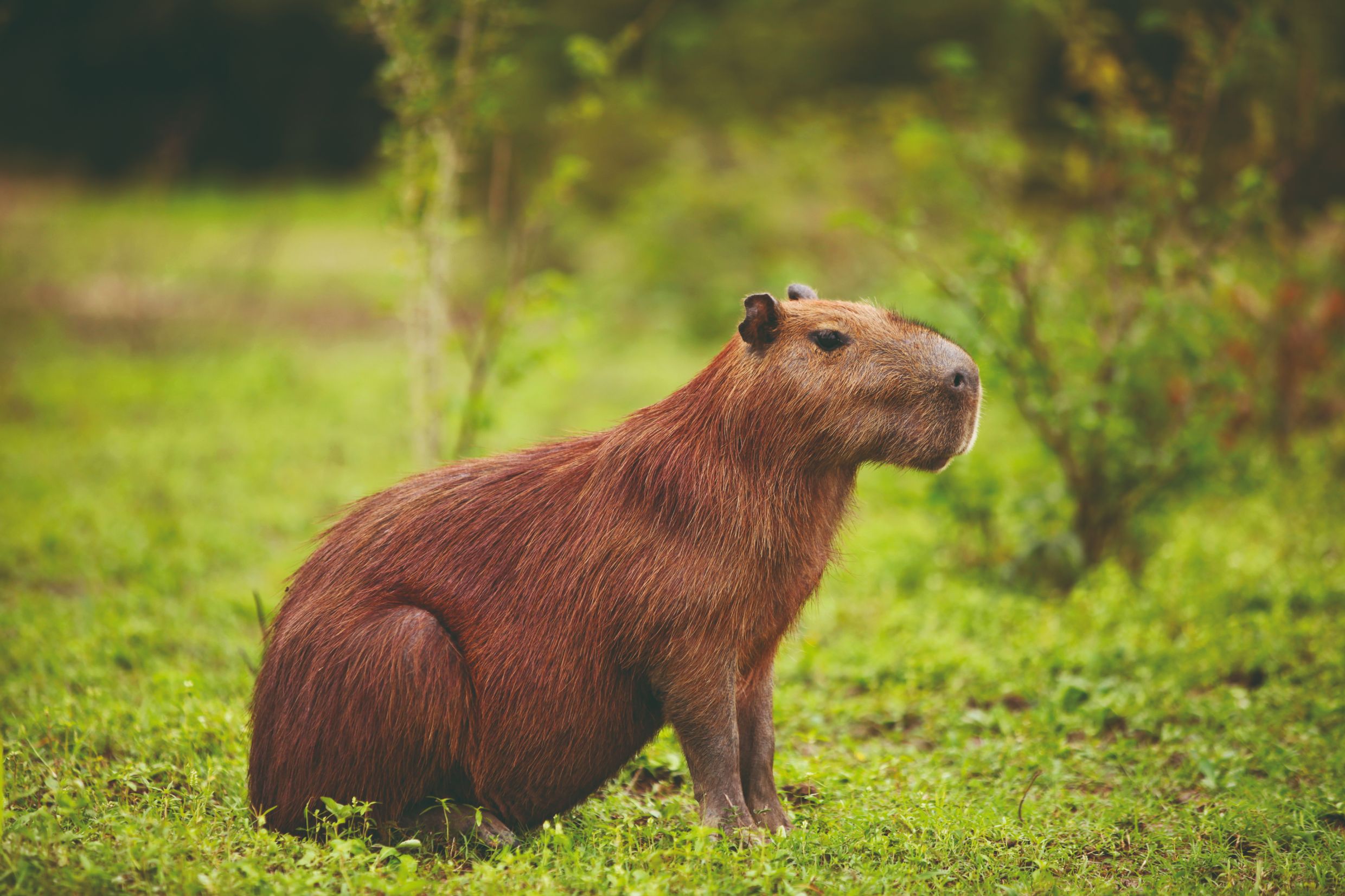 Capibara dans la réserve de Santa Rosa, la pampa près de Rurrenabaque.