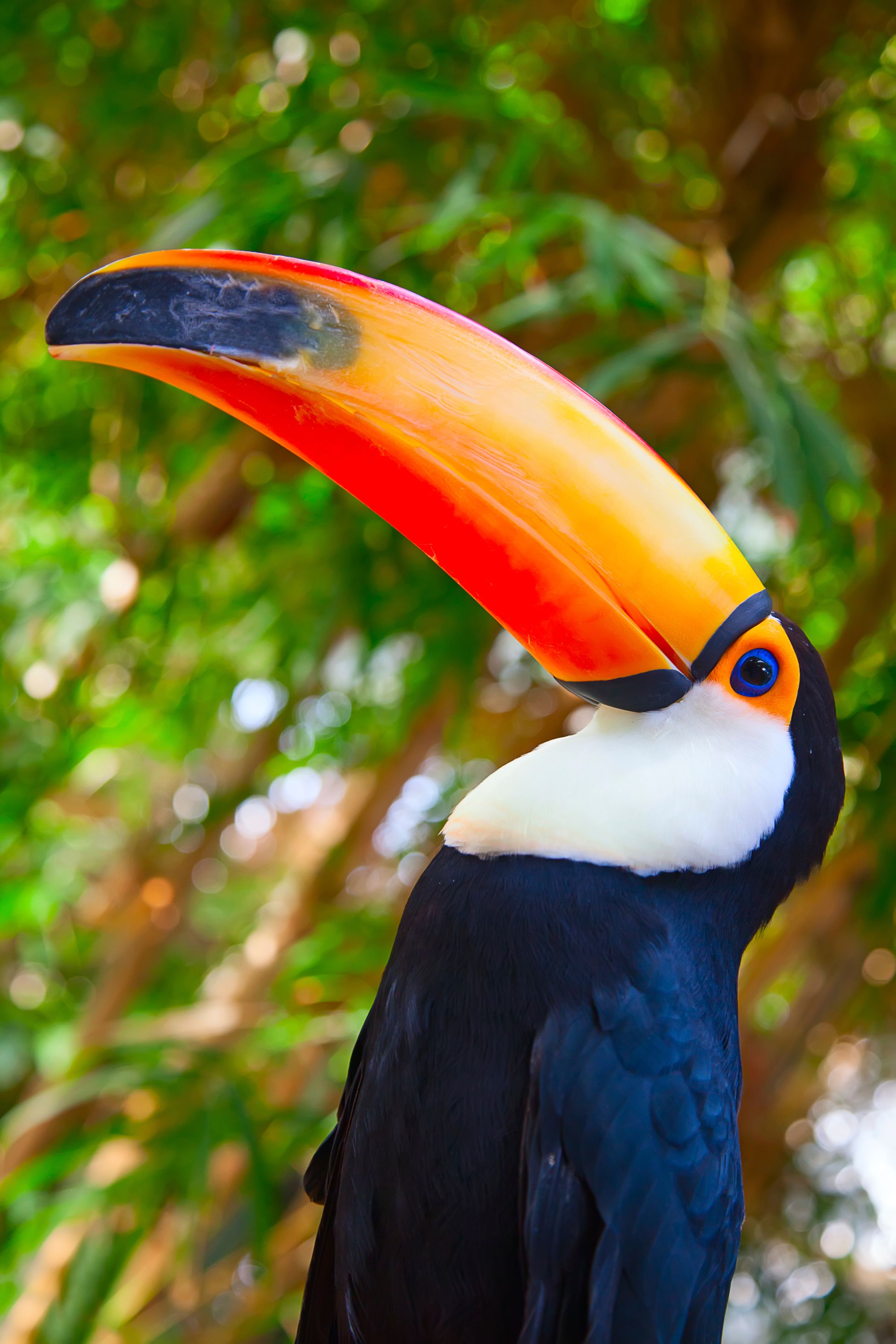 Magnifique toucan de la forêt amazonienne.