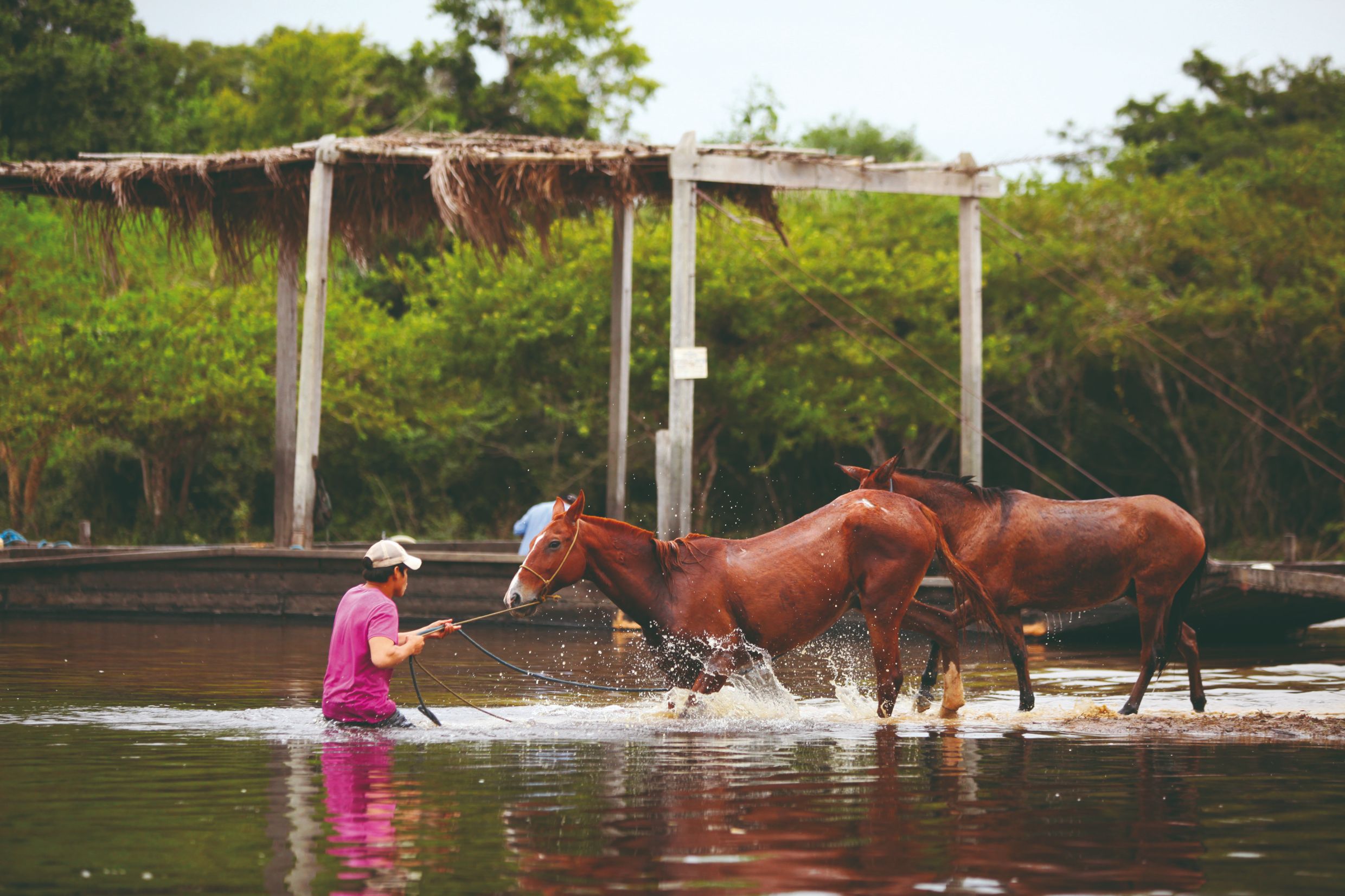 Des chevaux qui traversent les rivères à la nage, pampa de Rurrenabaque.