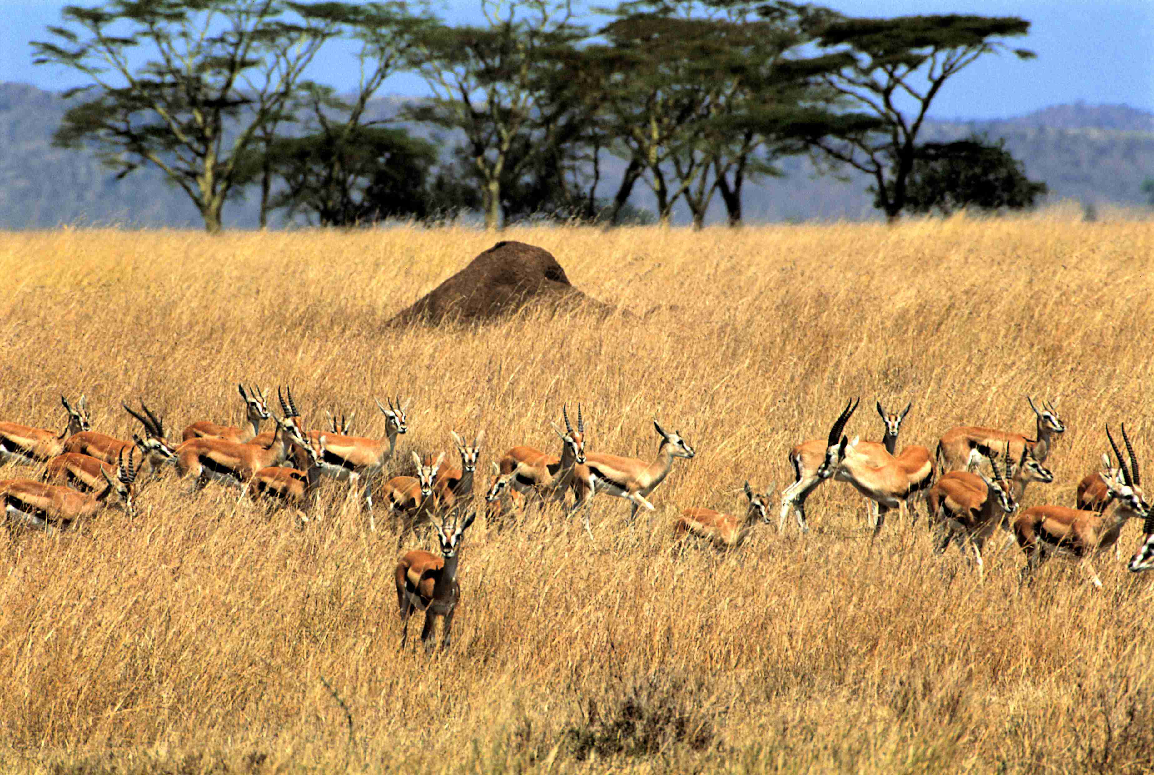 parc national du Serengeti, gazelles de Thomson