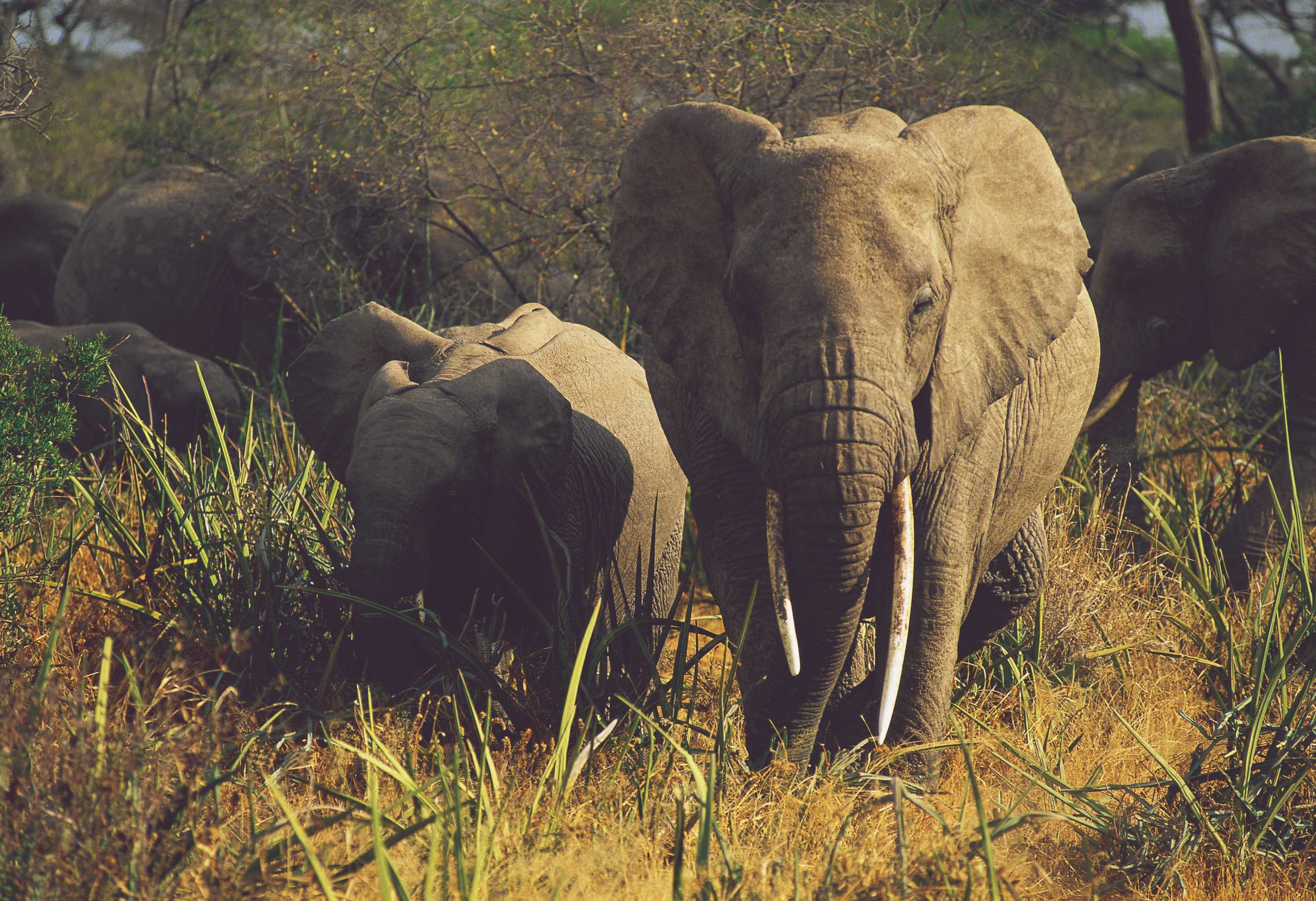 Eléphants dans le parc national du Serengeti