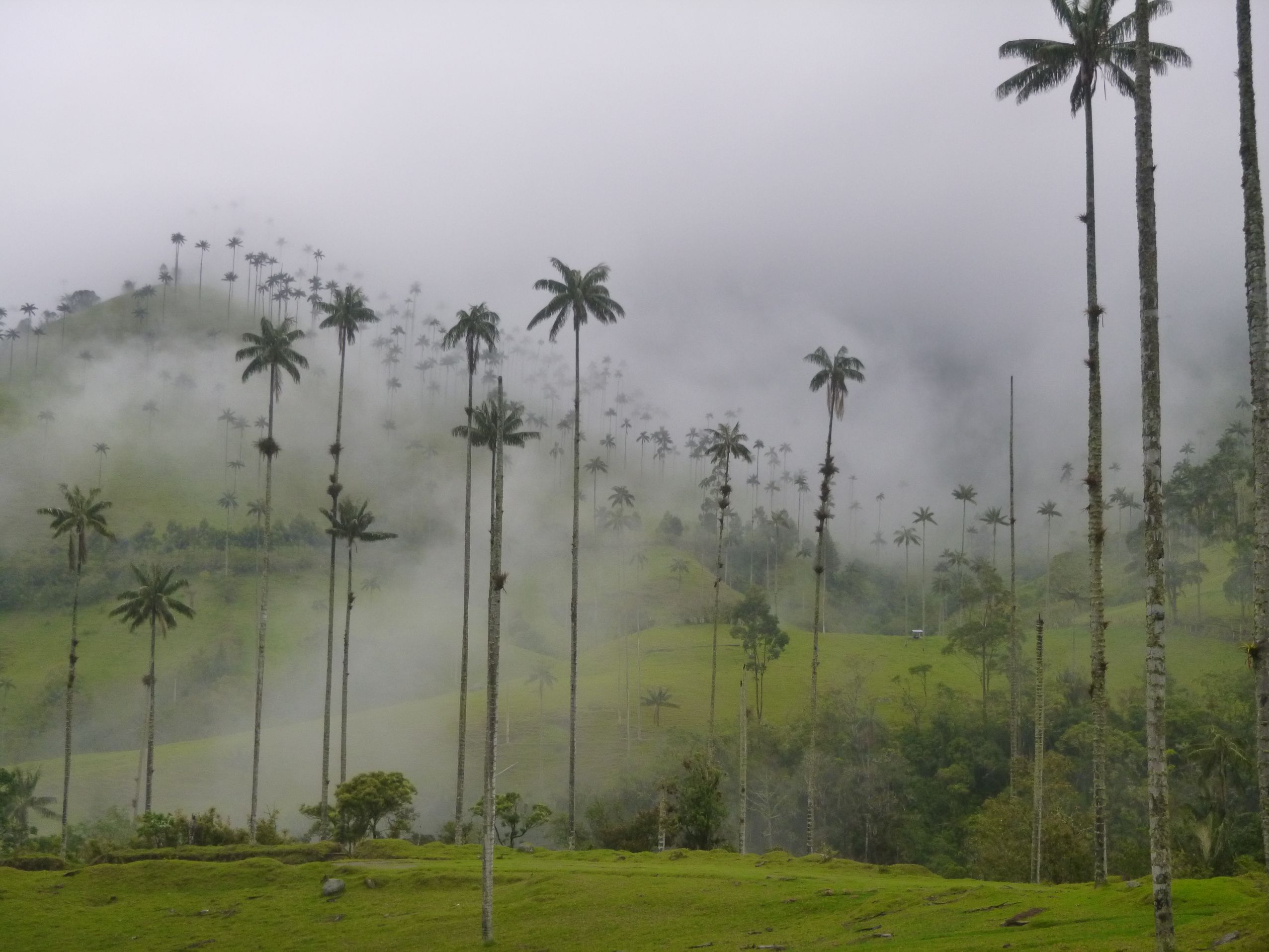 Palmiers de cire de la Vallée de Cocora.