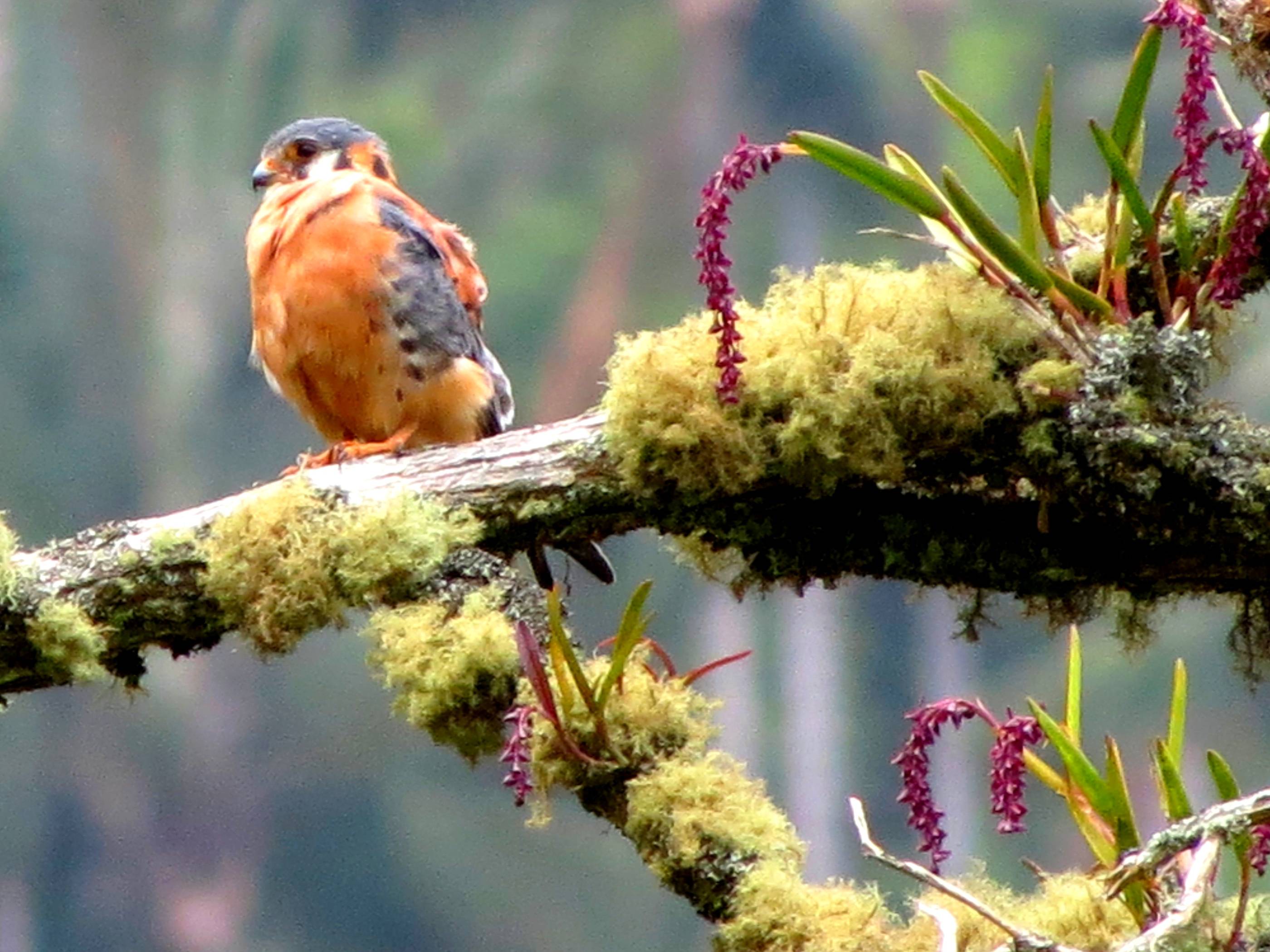 Les oiseaux sont faciles à observer dans la vallée de Tochecito.