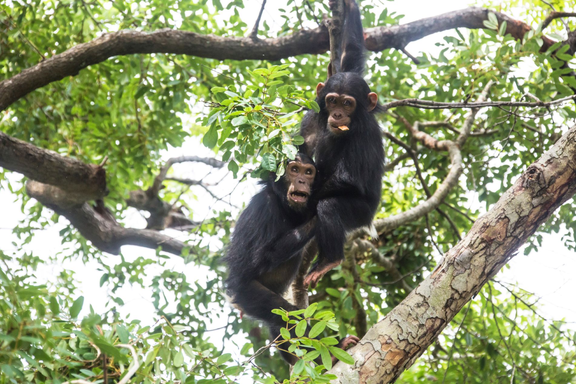 Chimpanzés du Parc National de Gombe
