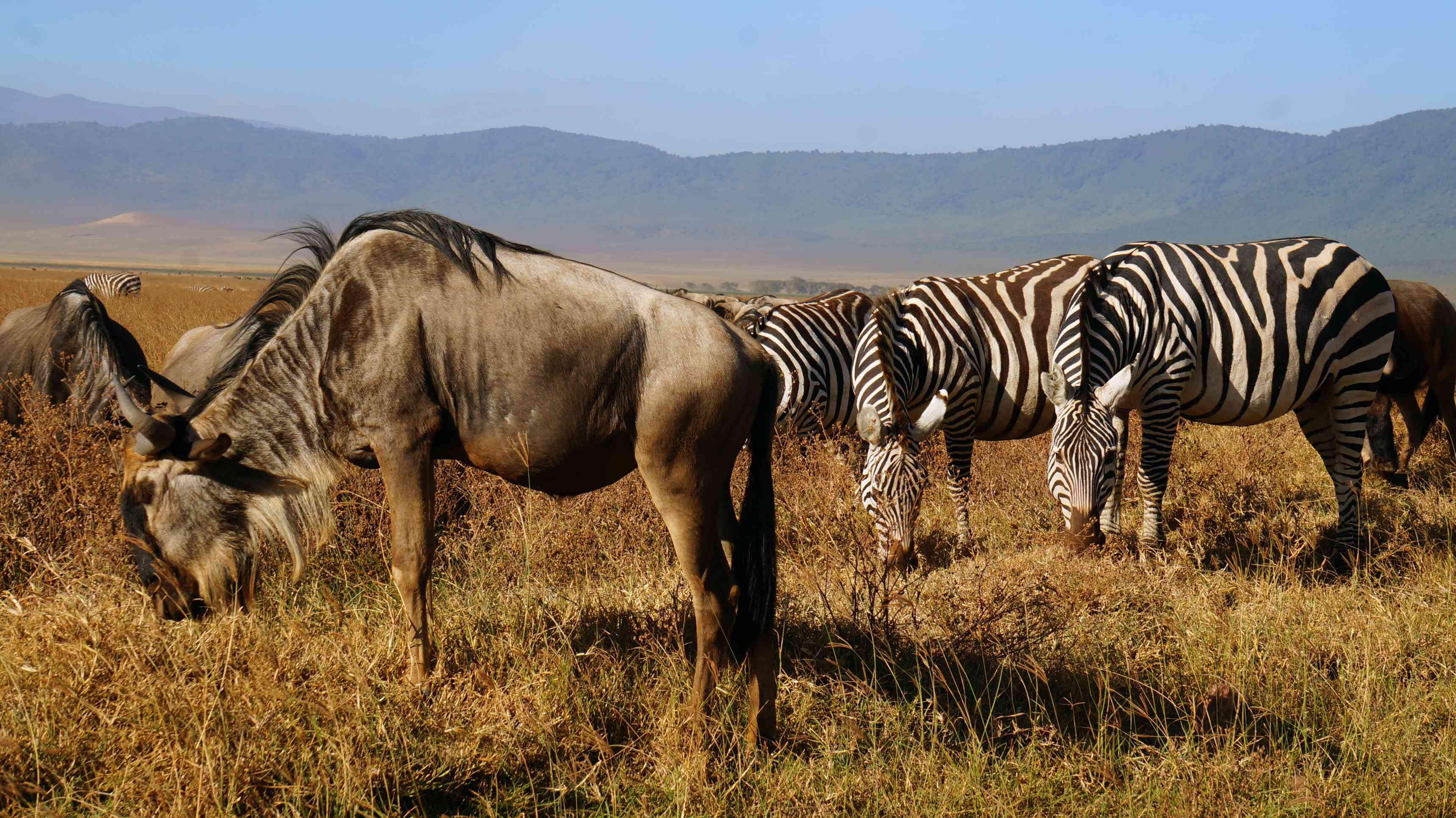 Ngorongoro Conservation Area.