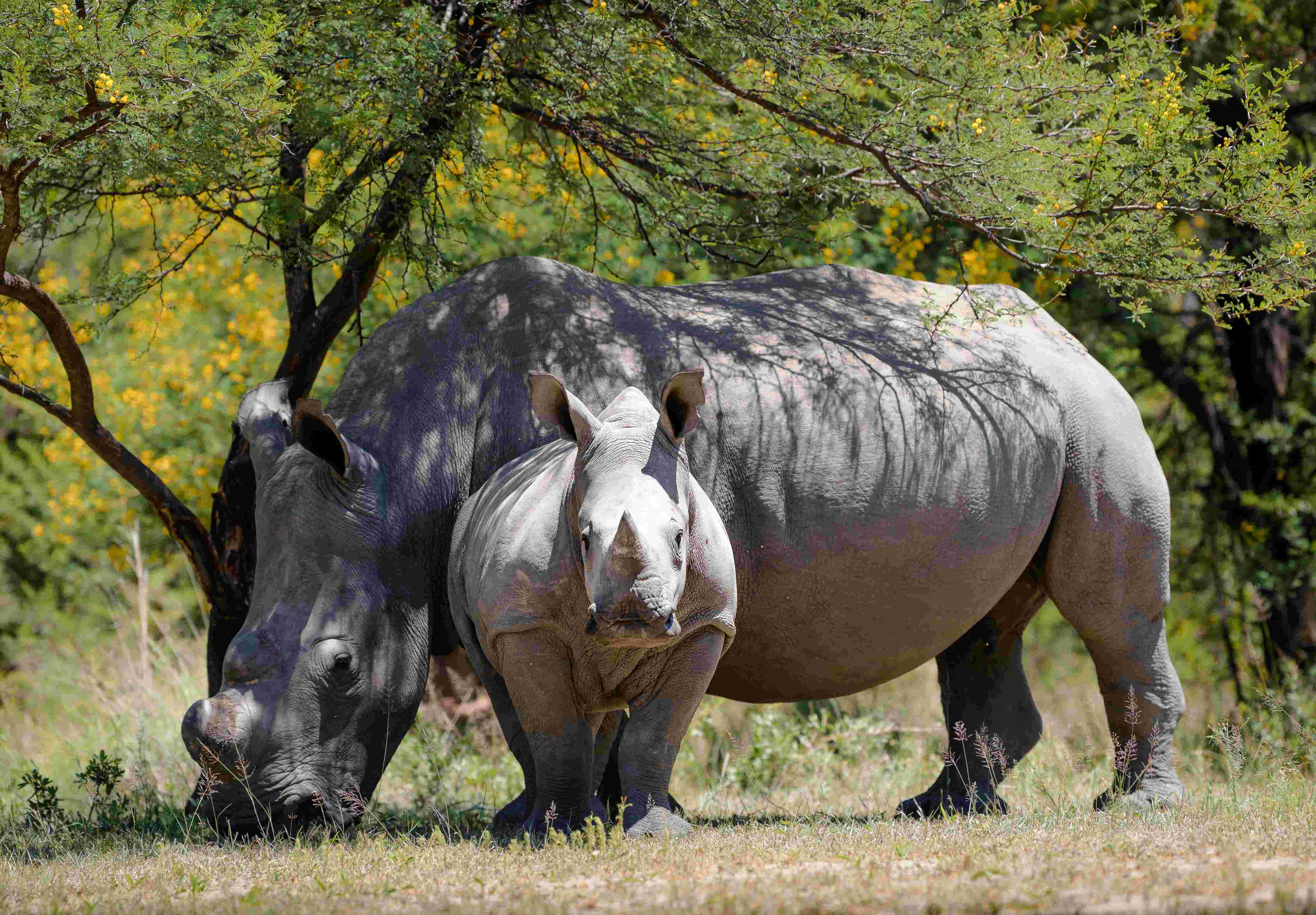 Rhinocéros blancs.