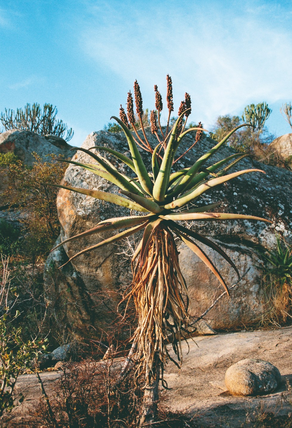 Cactus dans le parc national de Matobo, près de Bulawayo.