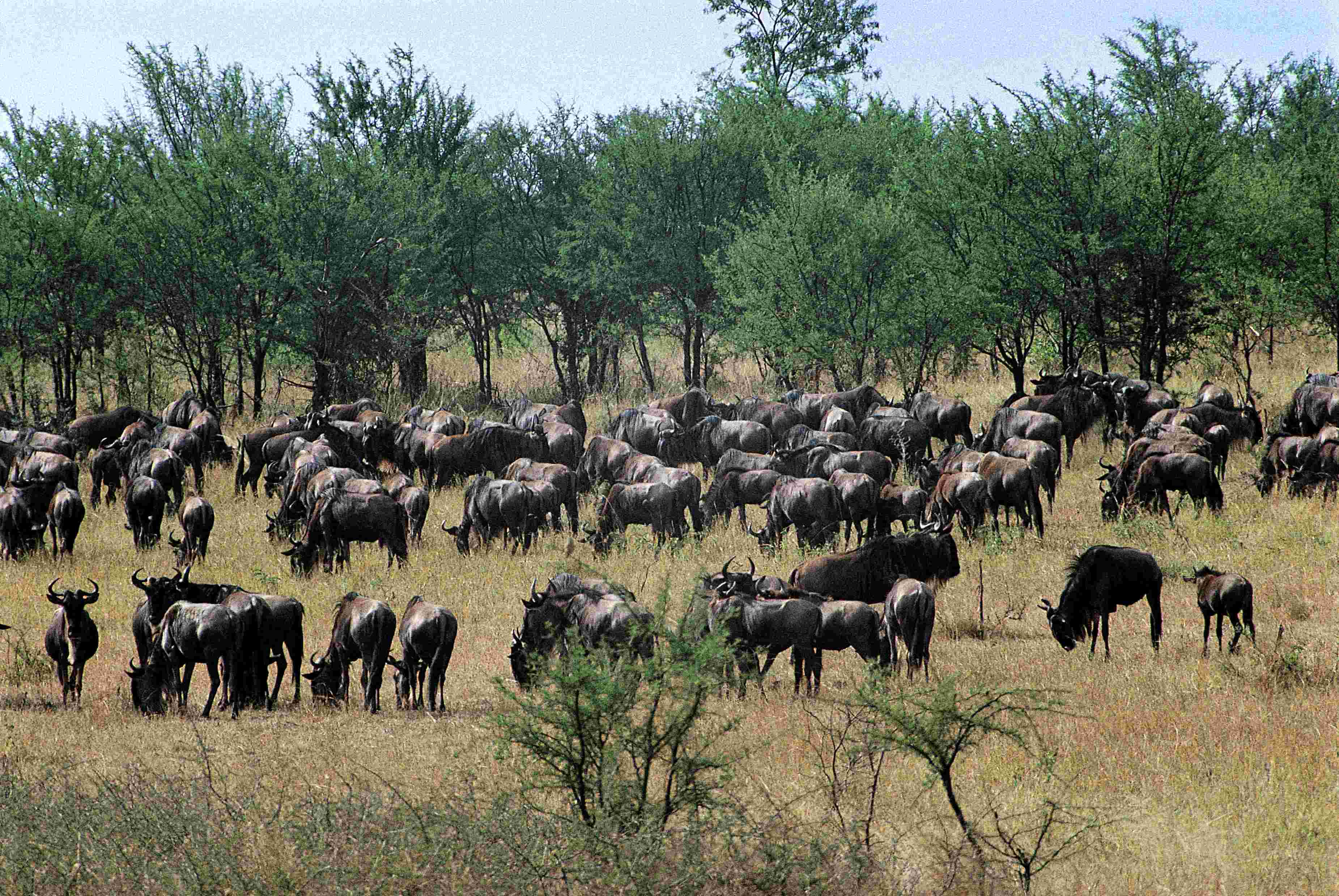 parc national du Serengeti, troupeau de gnous sauvages