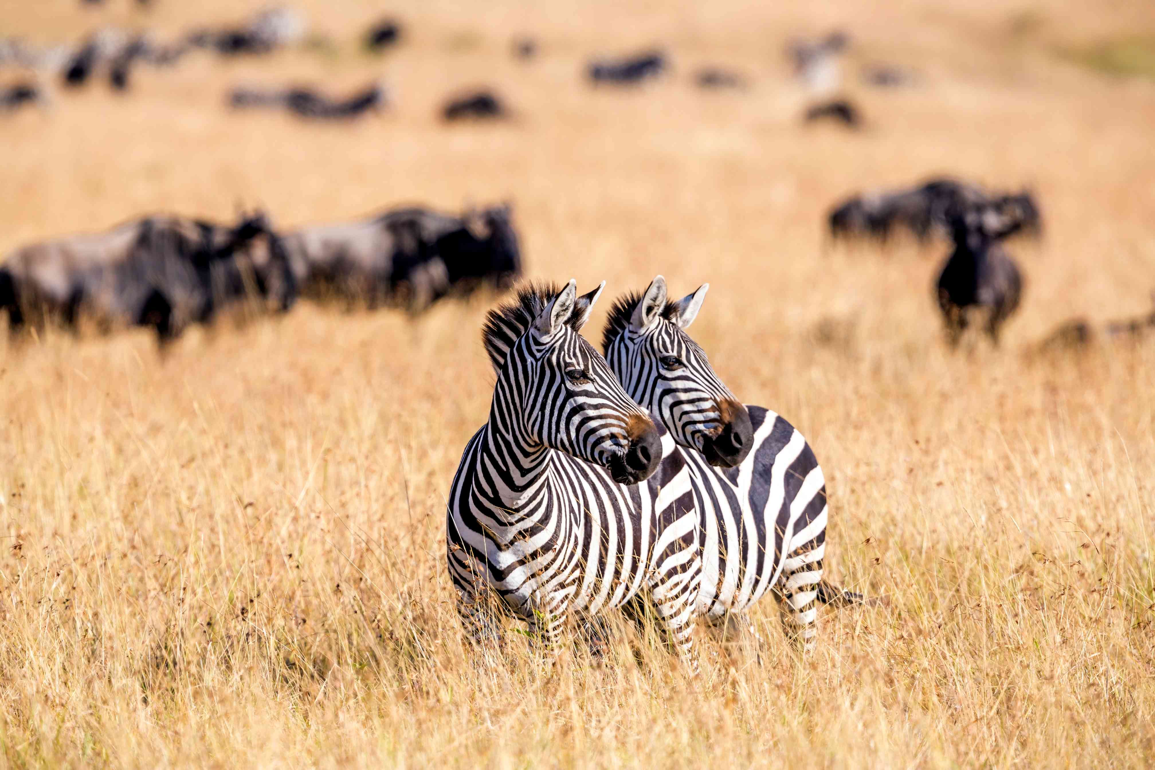 Maasai Mara National Reserve.