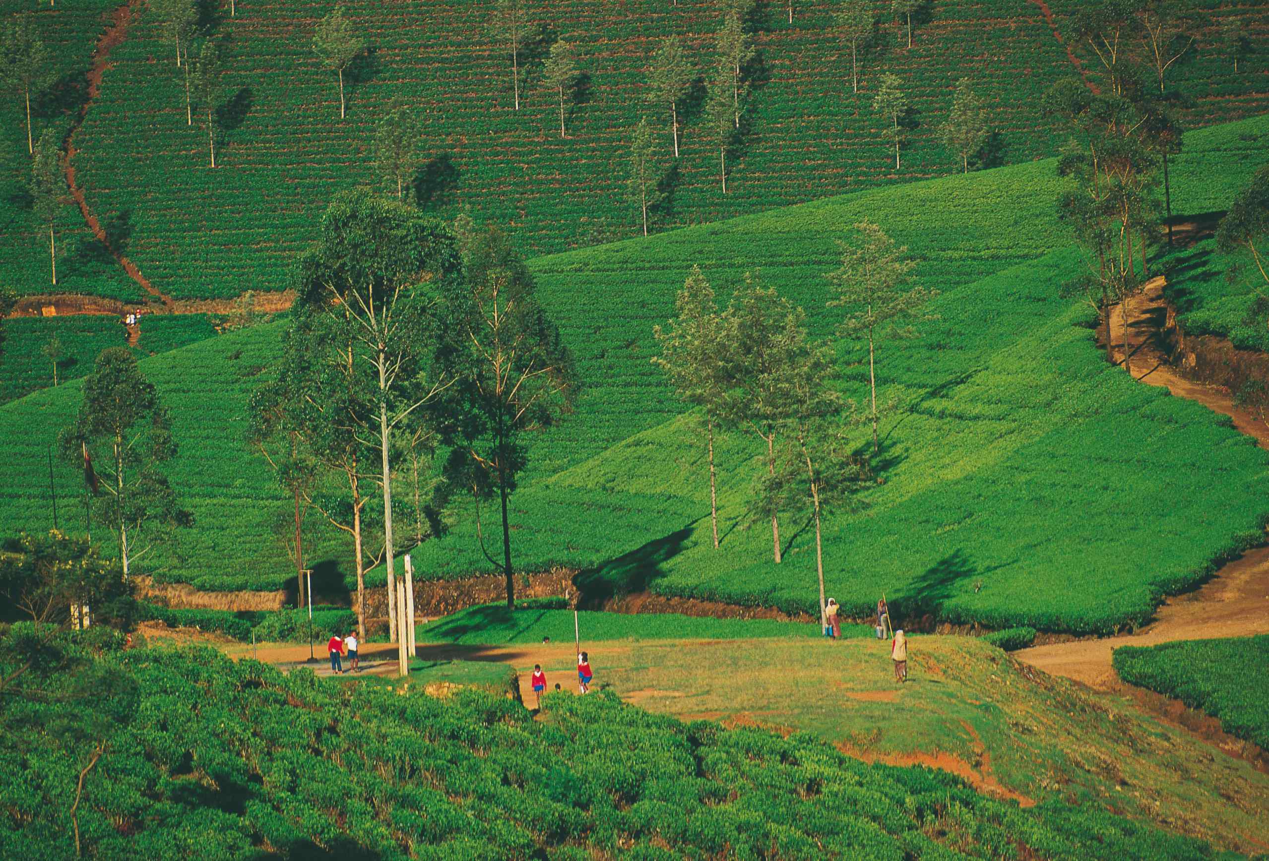 Plantations de thé