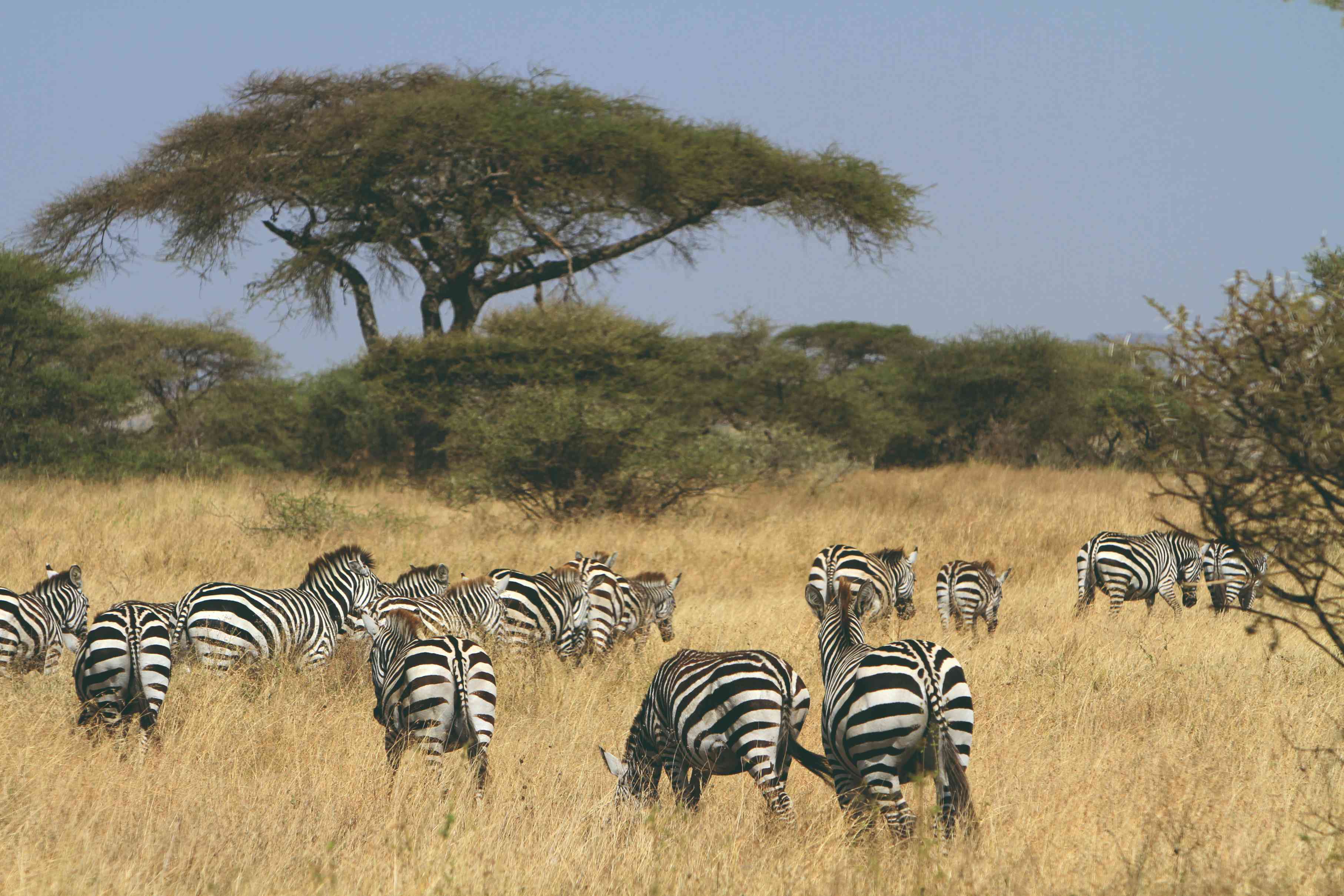 Troupeau de zèbres dans le Parc National du Serengeti