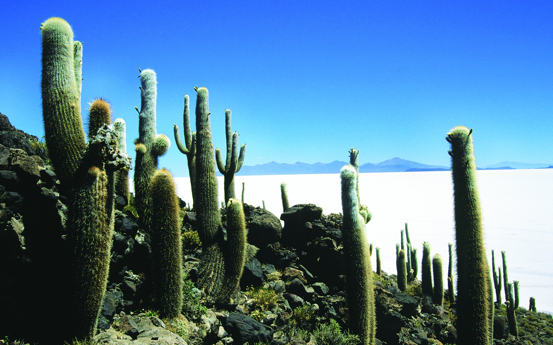 Vue du salar d'Uyuni depuis l'île Pescado.