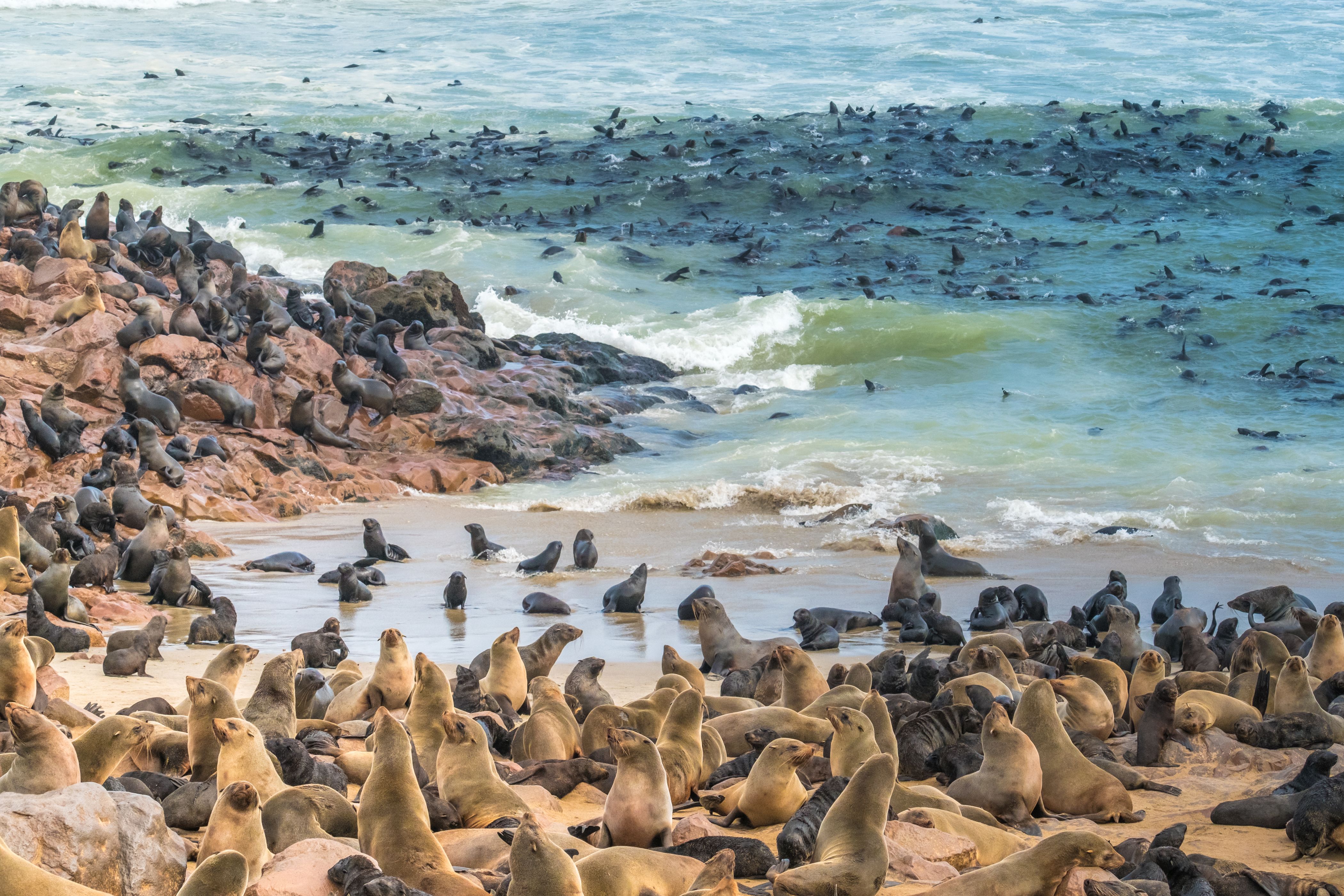 Cape Cross seal reserve.