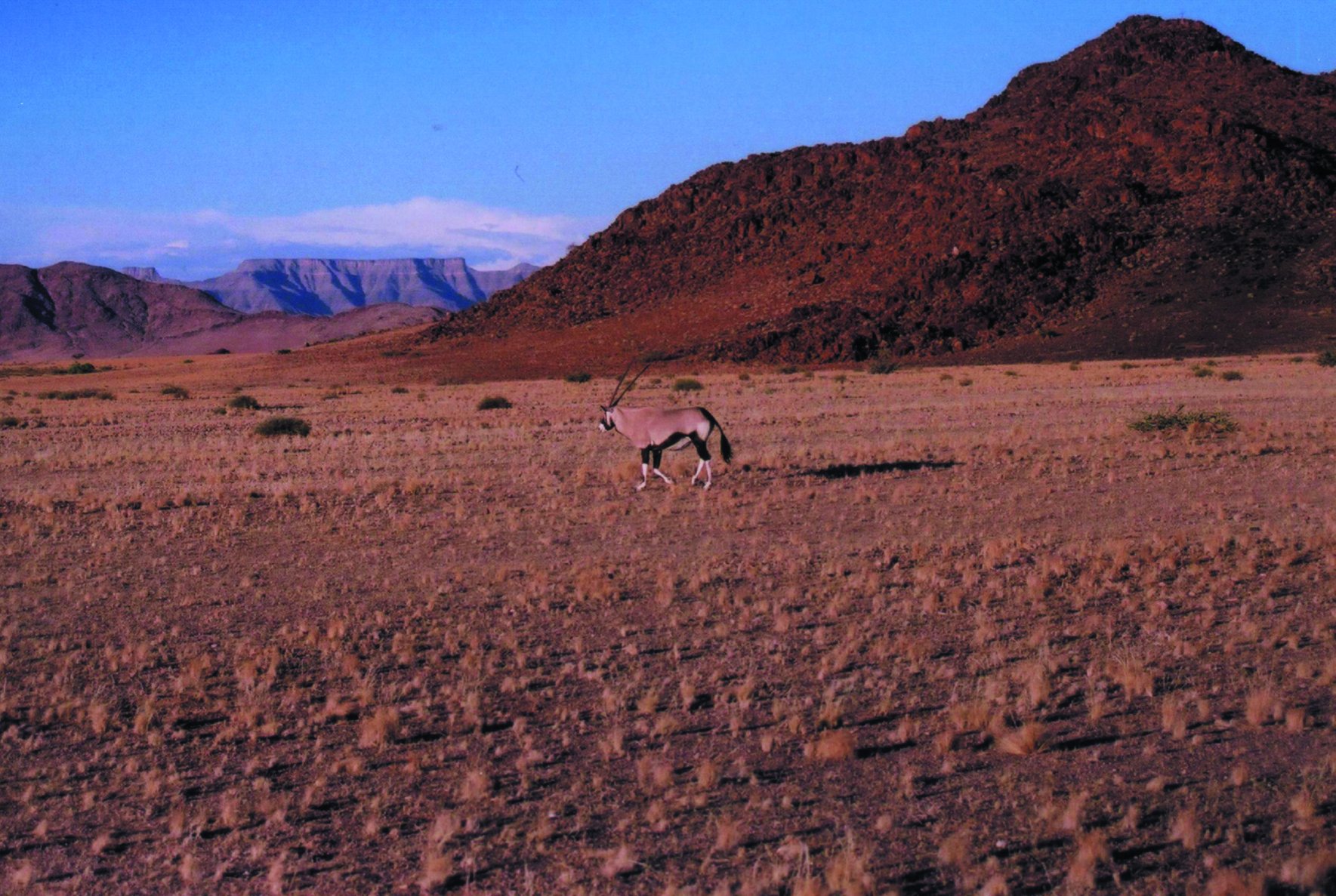 Oryx dans les paysages du Namib-Naukluft.