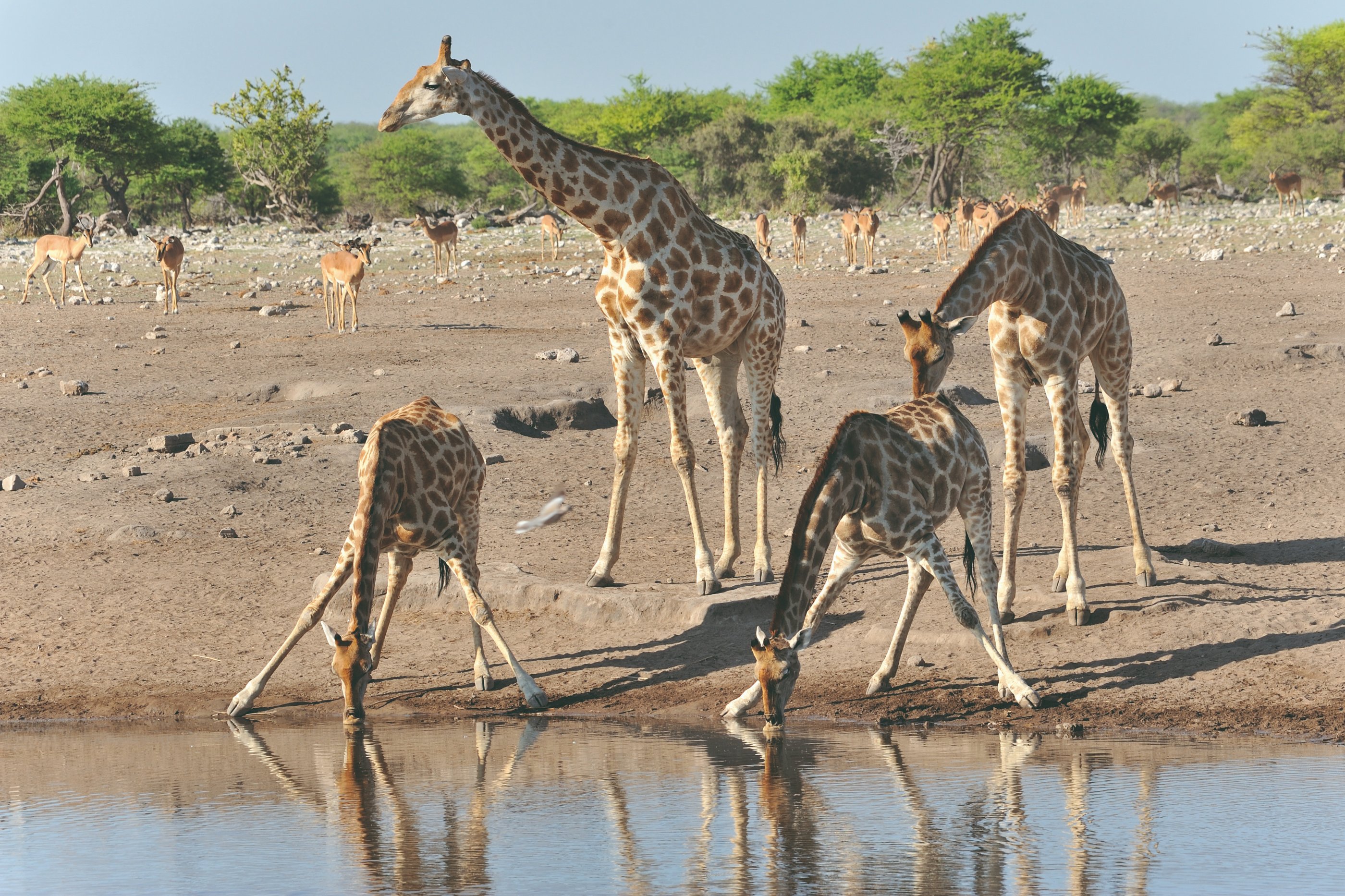 Communauté de girafes du Etosha National Park.