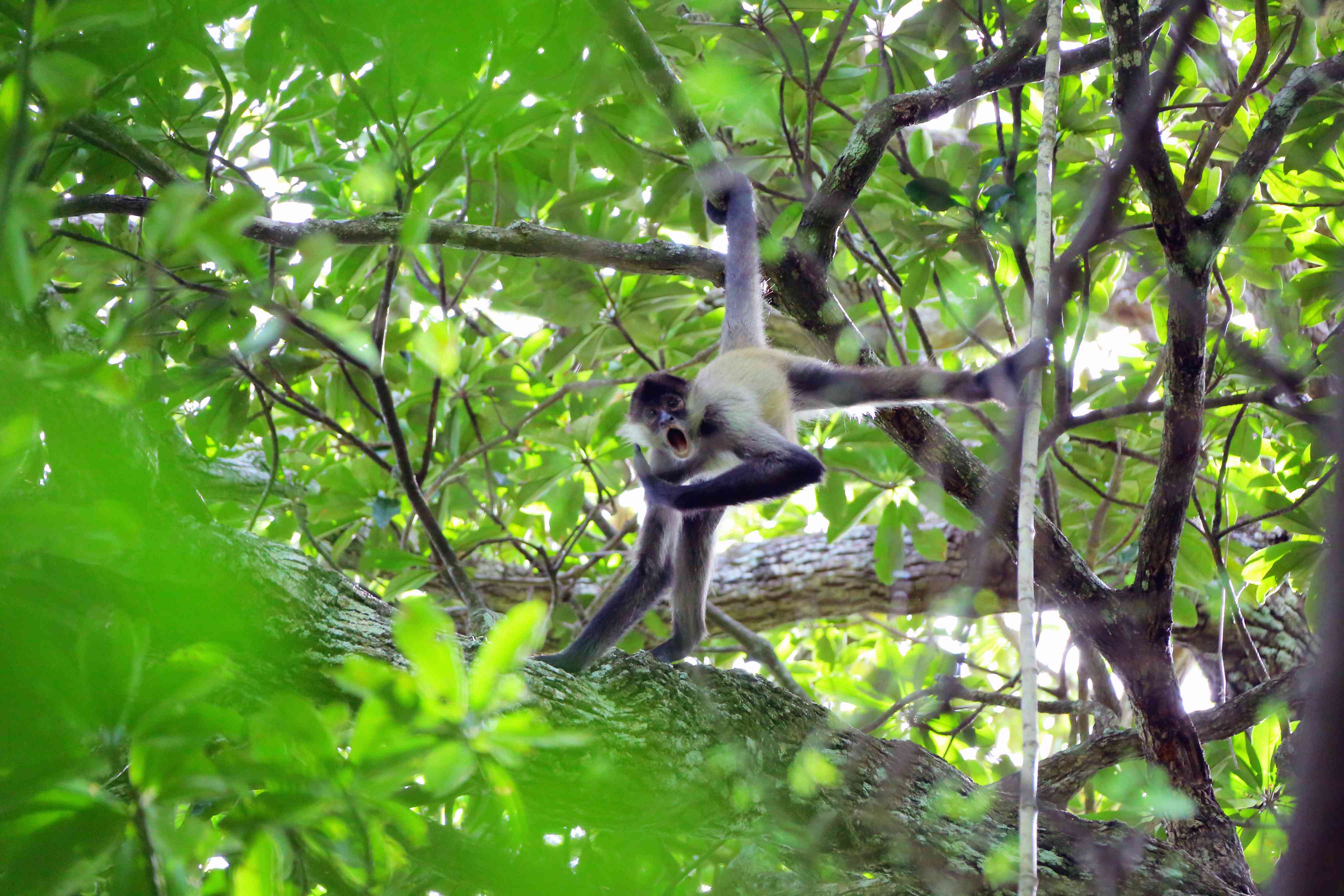 Singe-arraignée dans le parc national Rincon de la Vieja.