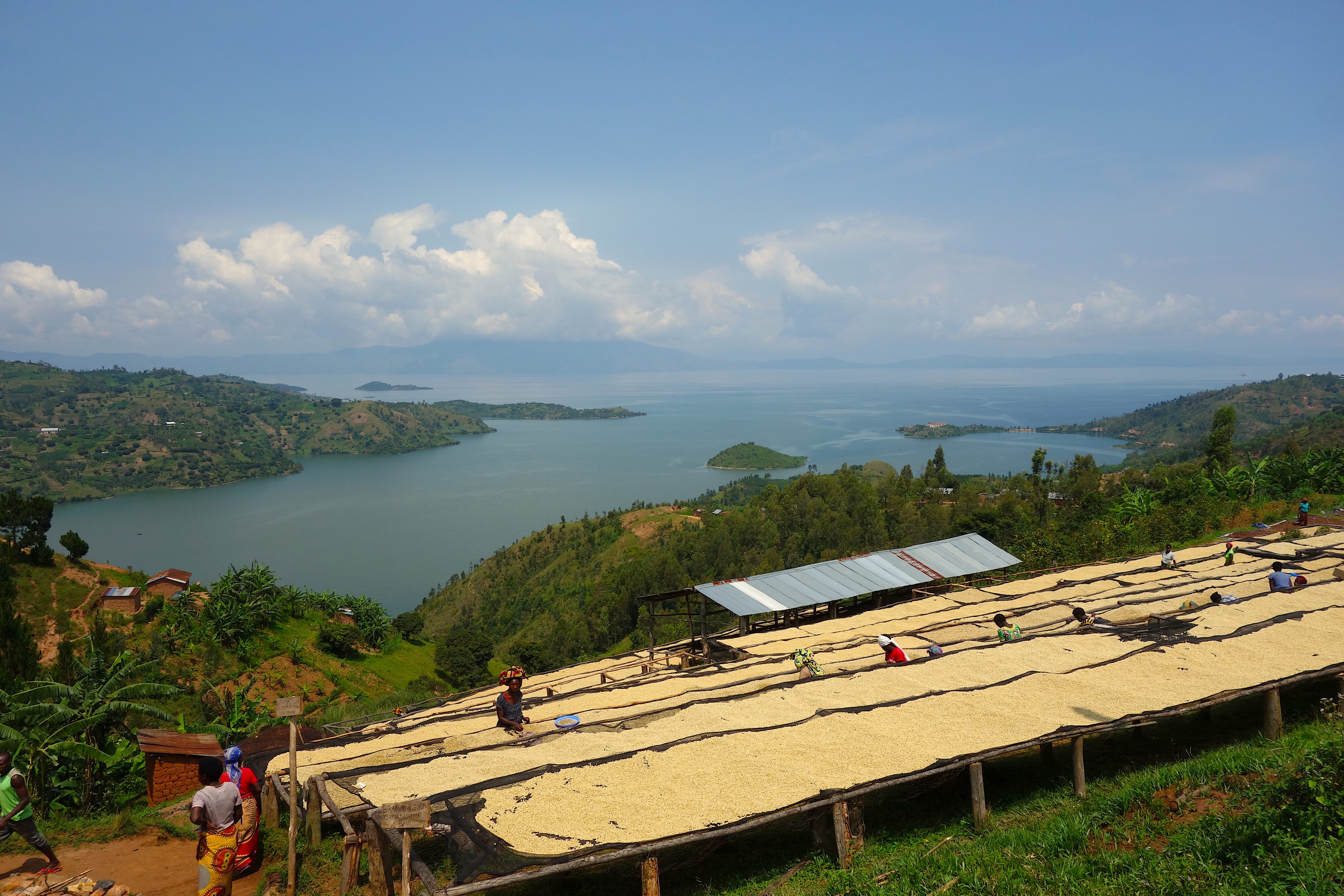 Coopérative de café sur les hauteurs du lac Kivu.