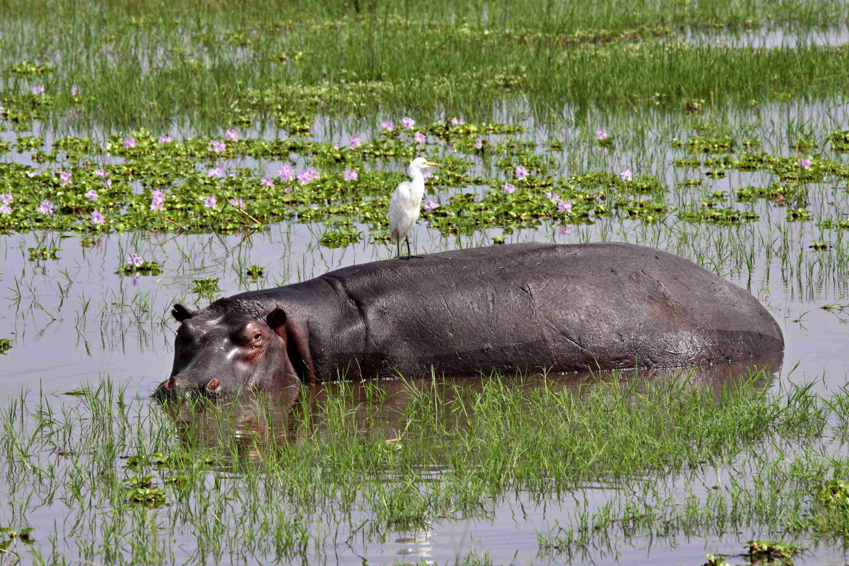 Hippopotame dans le parc national d'Akagera