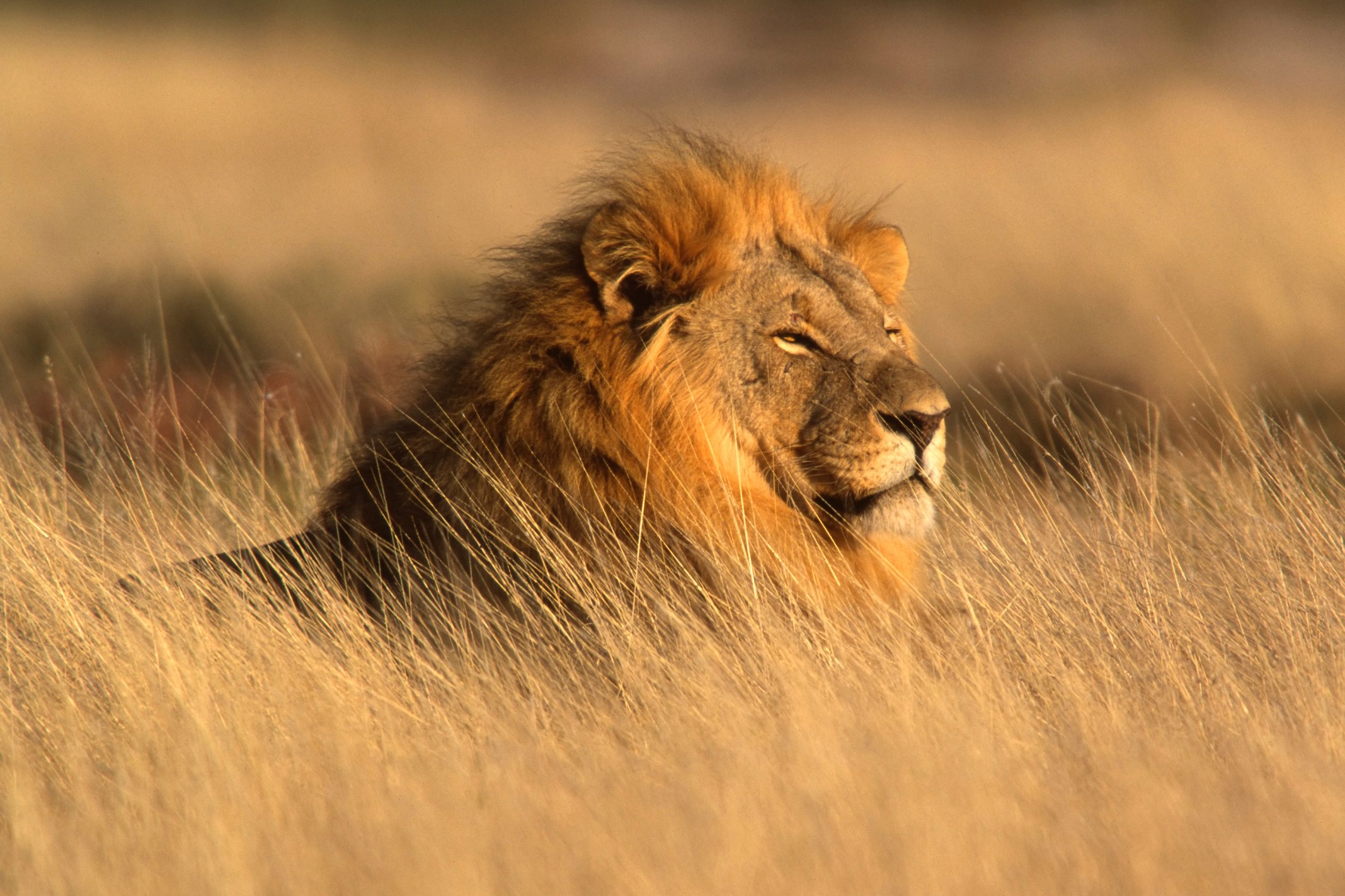 Le roi de la jungle se repose dans la savane du Parc National d'Etosha.
