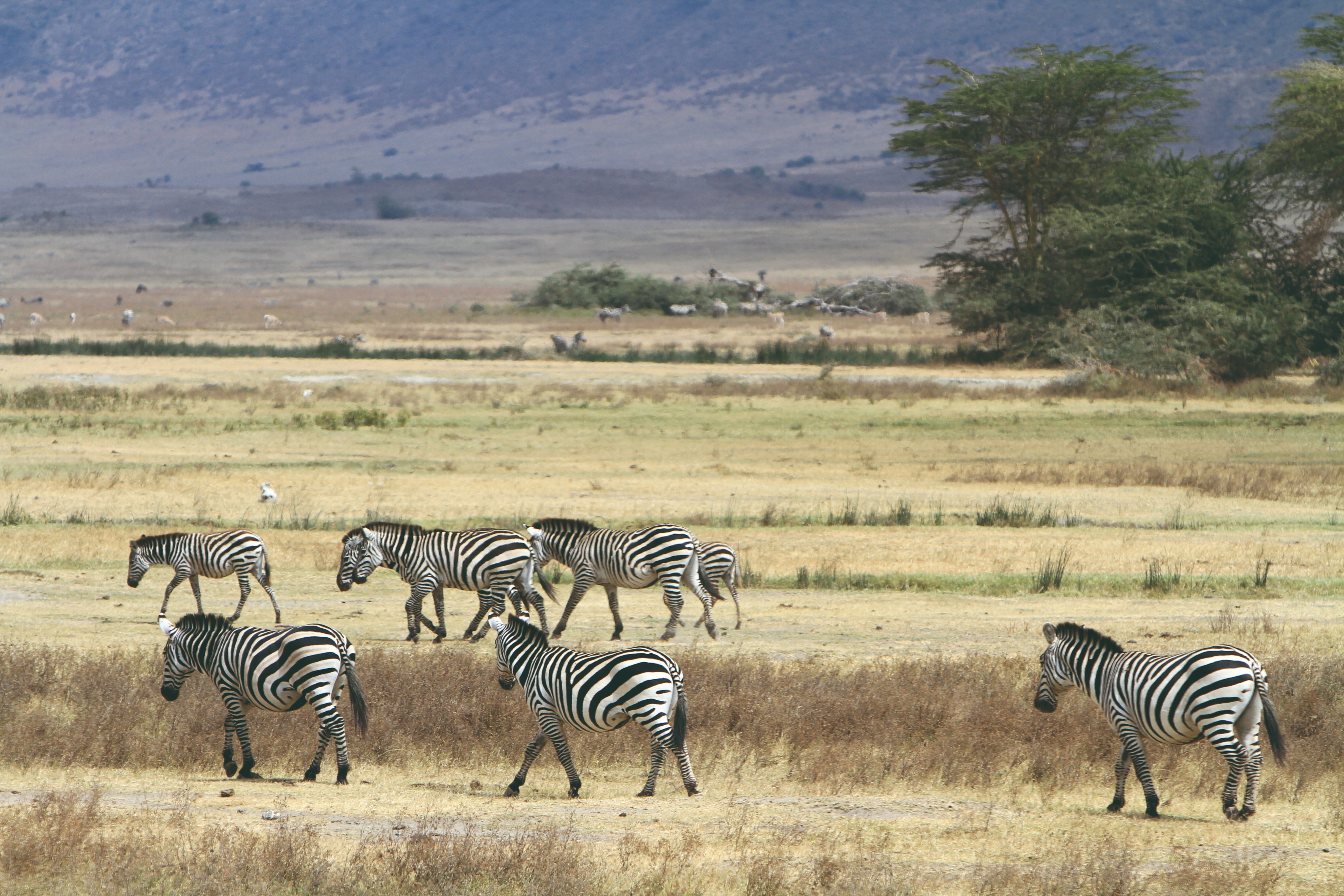 Troupeau de zèbres dans l'aire de conservation du Ngorongoro
