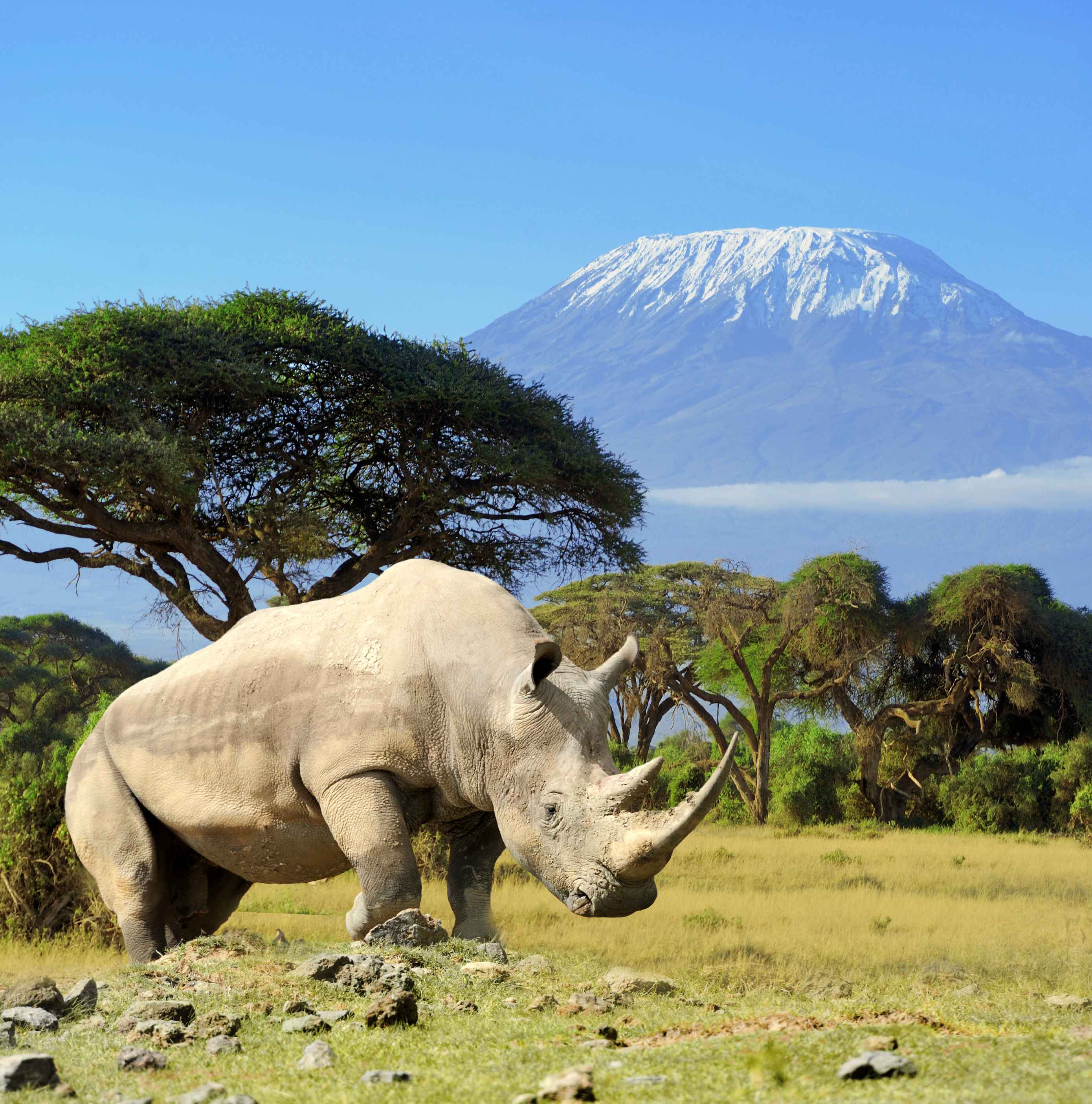 Rhinocéros devant le mont Kilimandjaro.