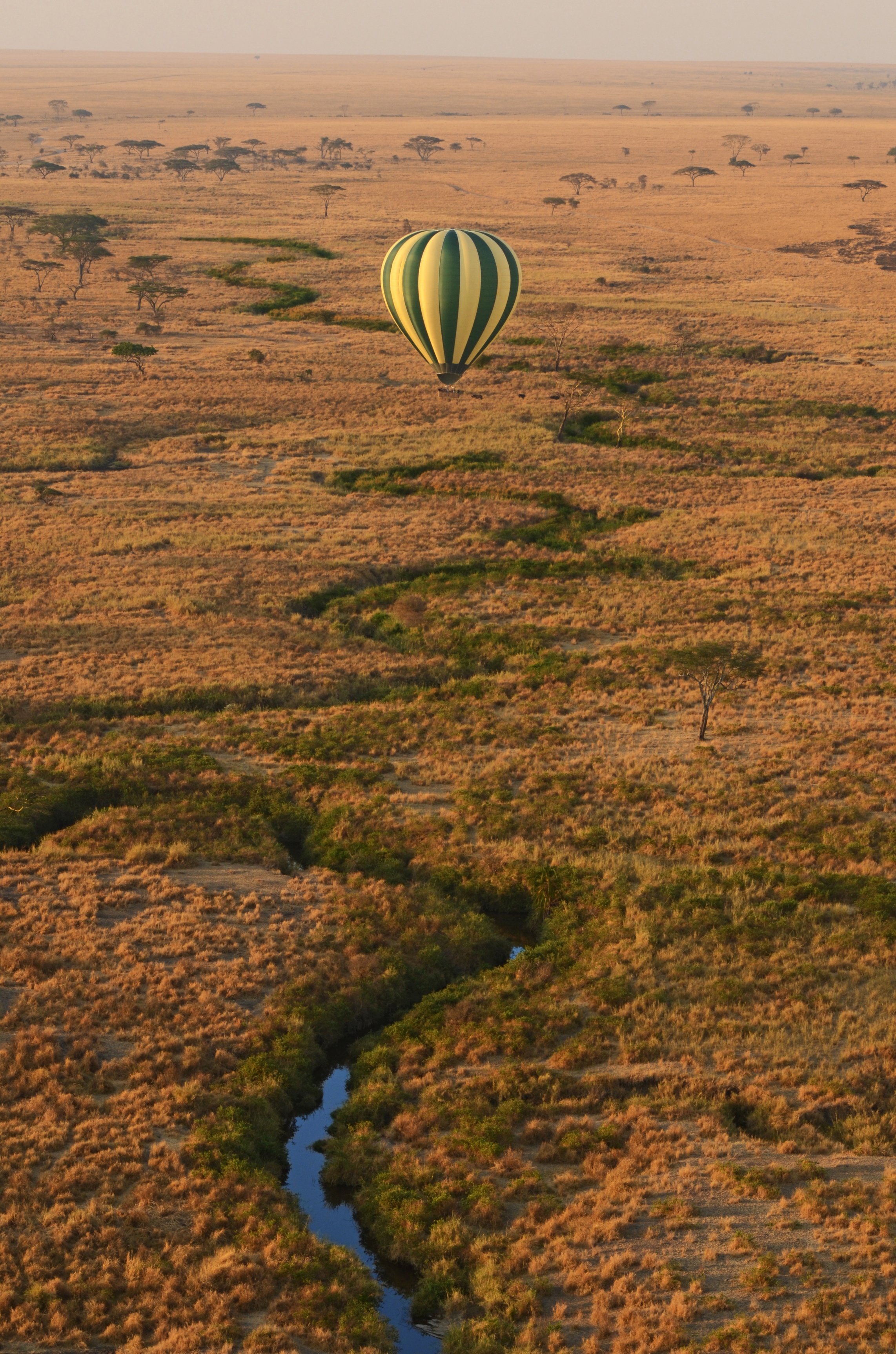 Montgolfière au dessus du Serengeti National Park.