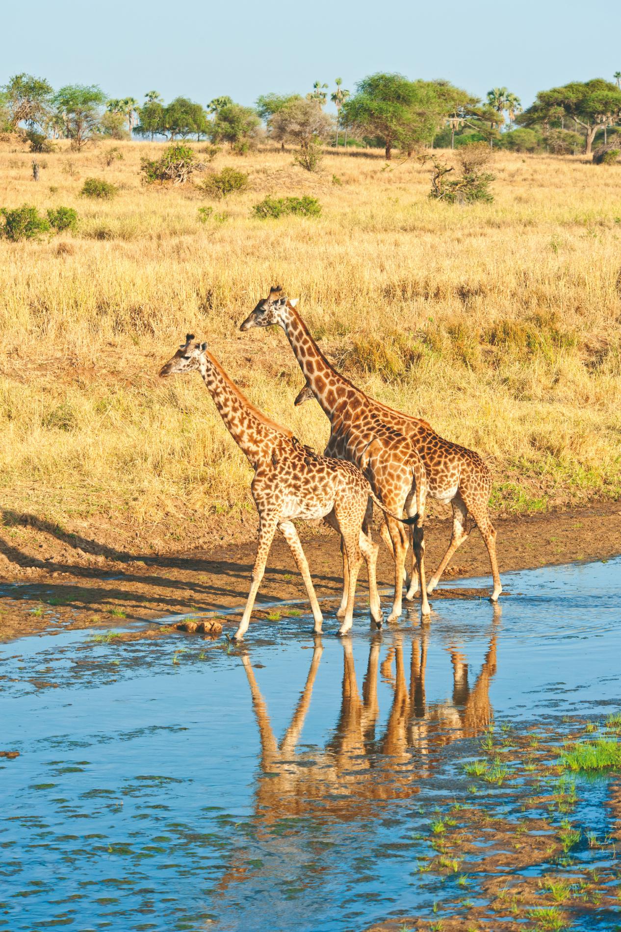 Girafes du Tarangire National park