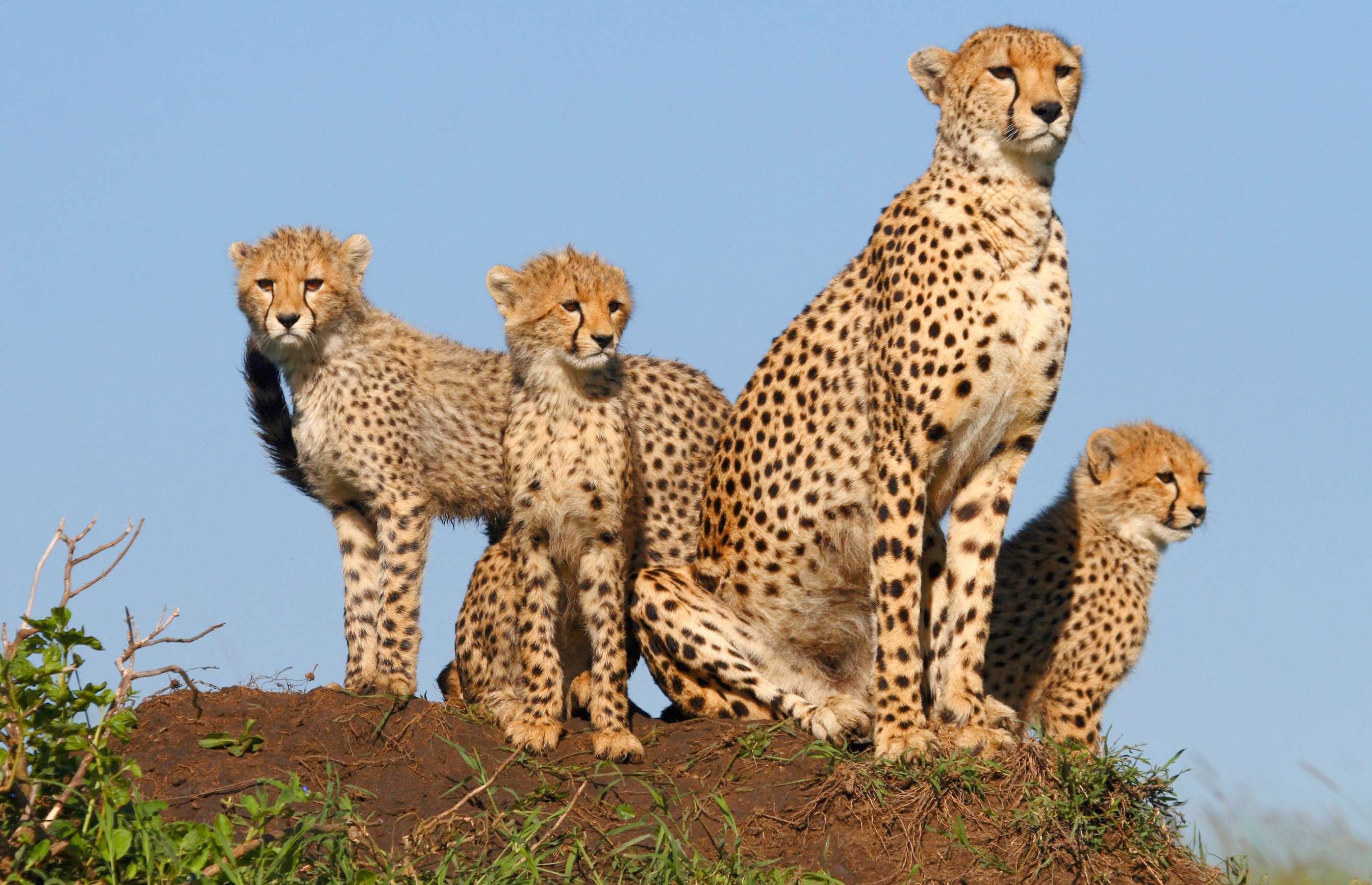 Famille de léopards dans la réserve naturelle de Masai Mara.
