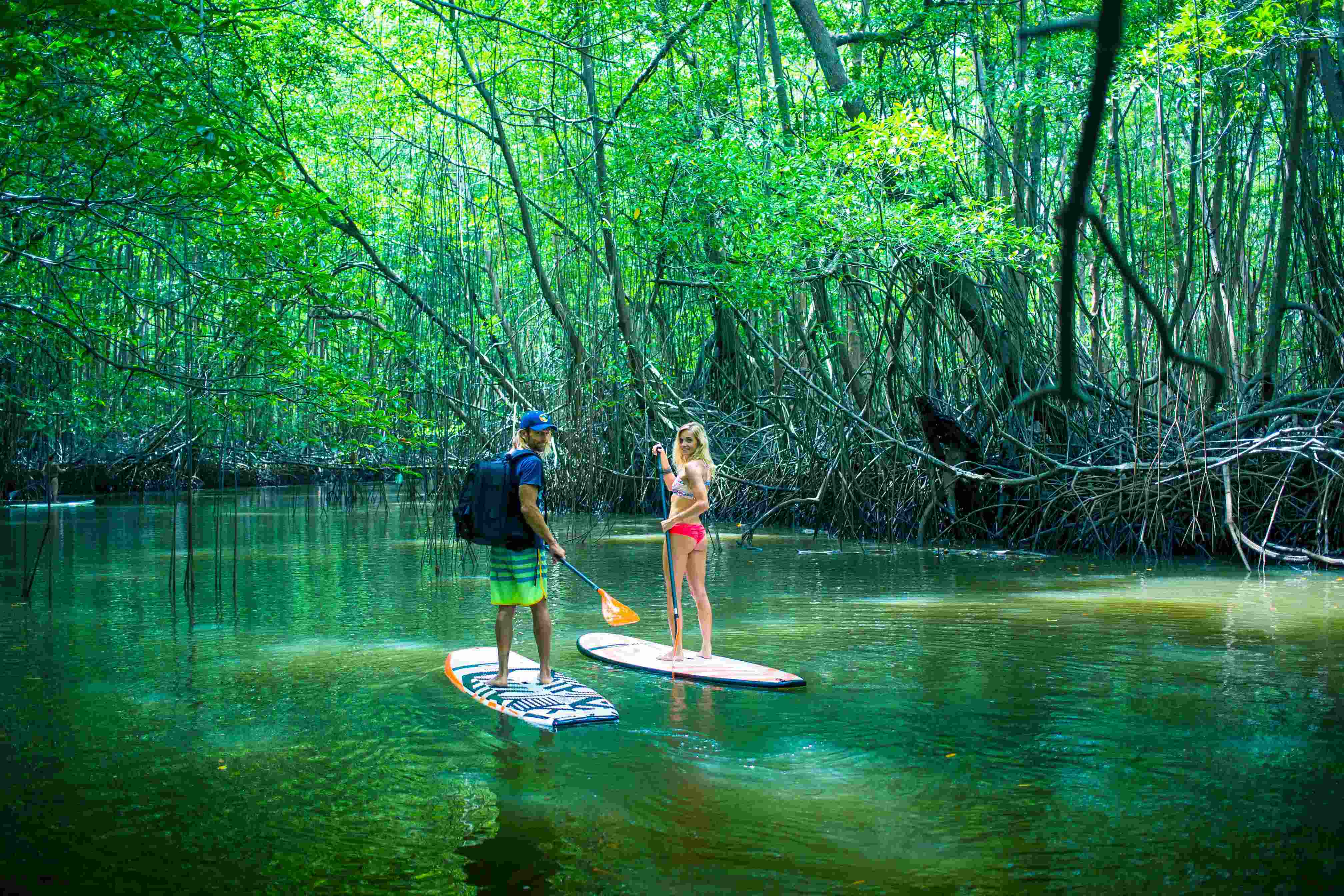 Paddle Mangrove youcome