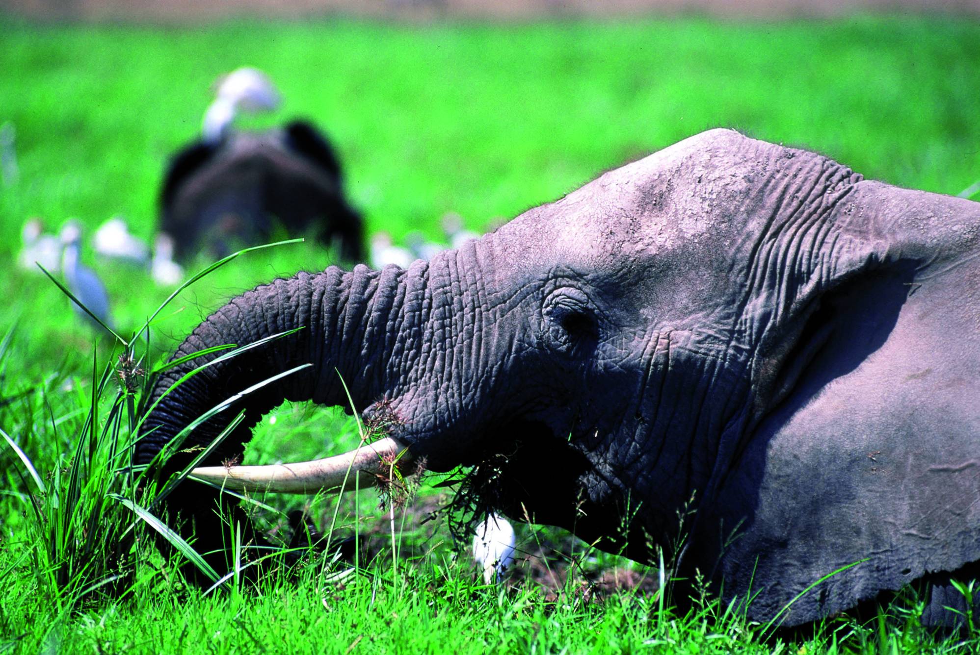 Éléphant dans le Parc national d'Amboseli