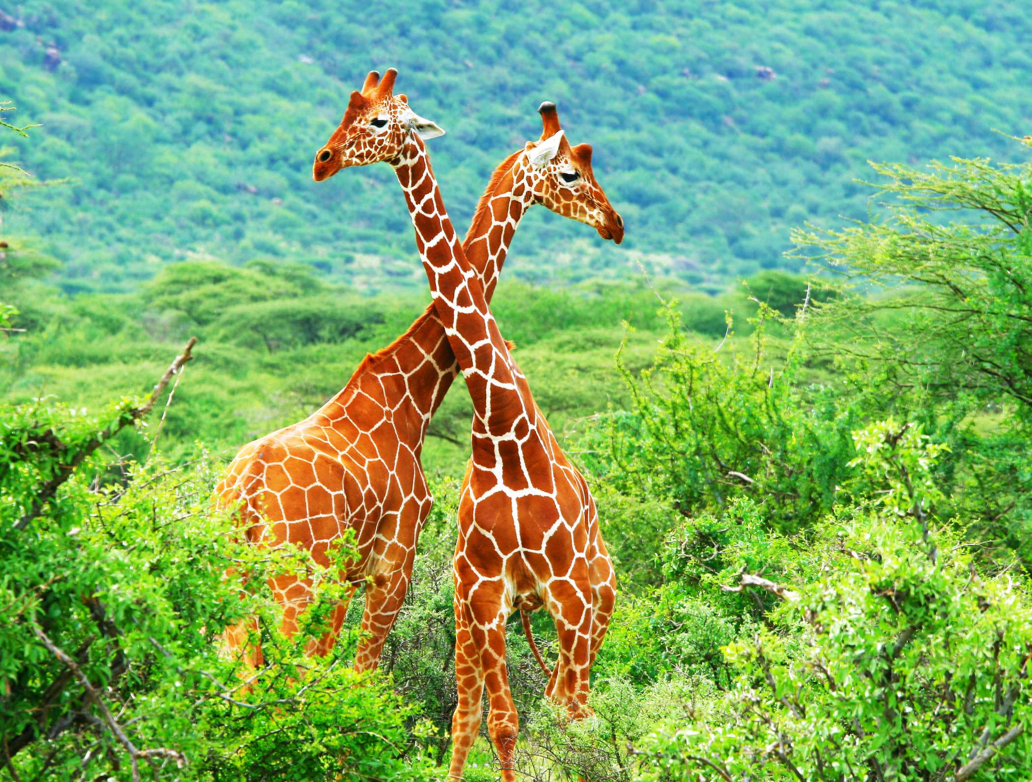 Girafes du parc national de Samburu, Kenya.