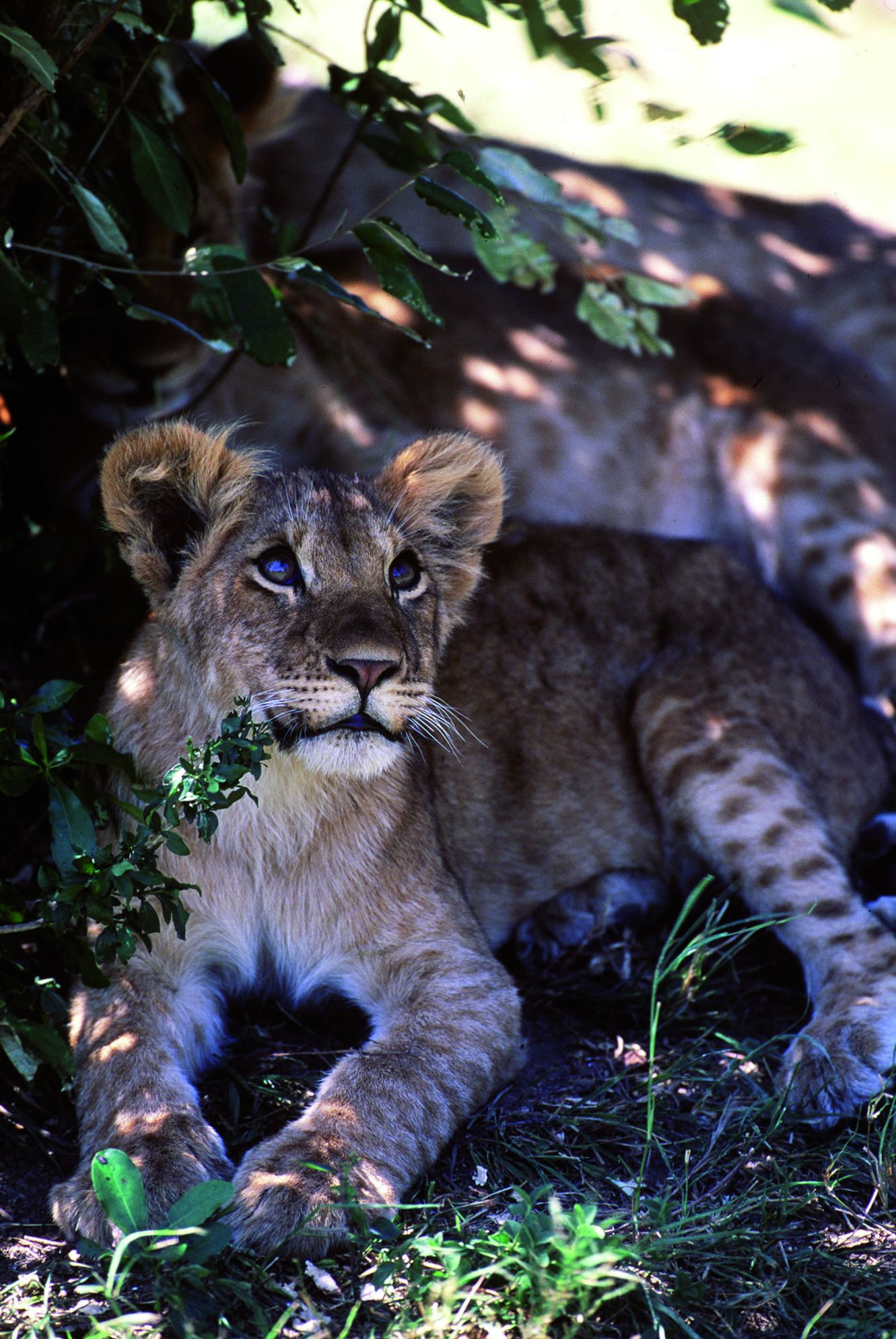 Lionceau à Masaï Mara