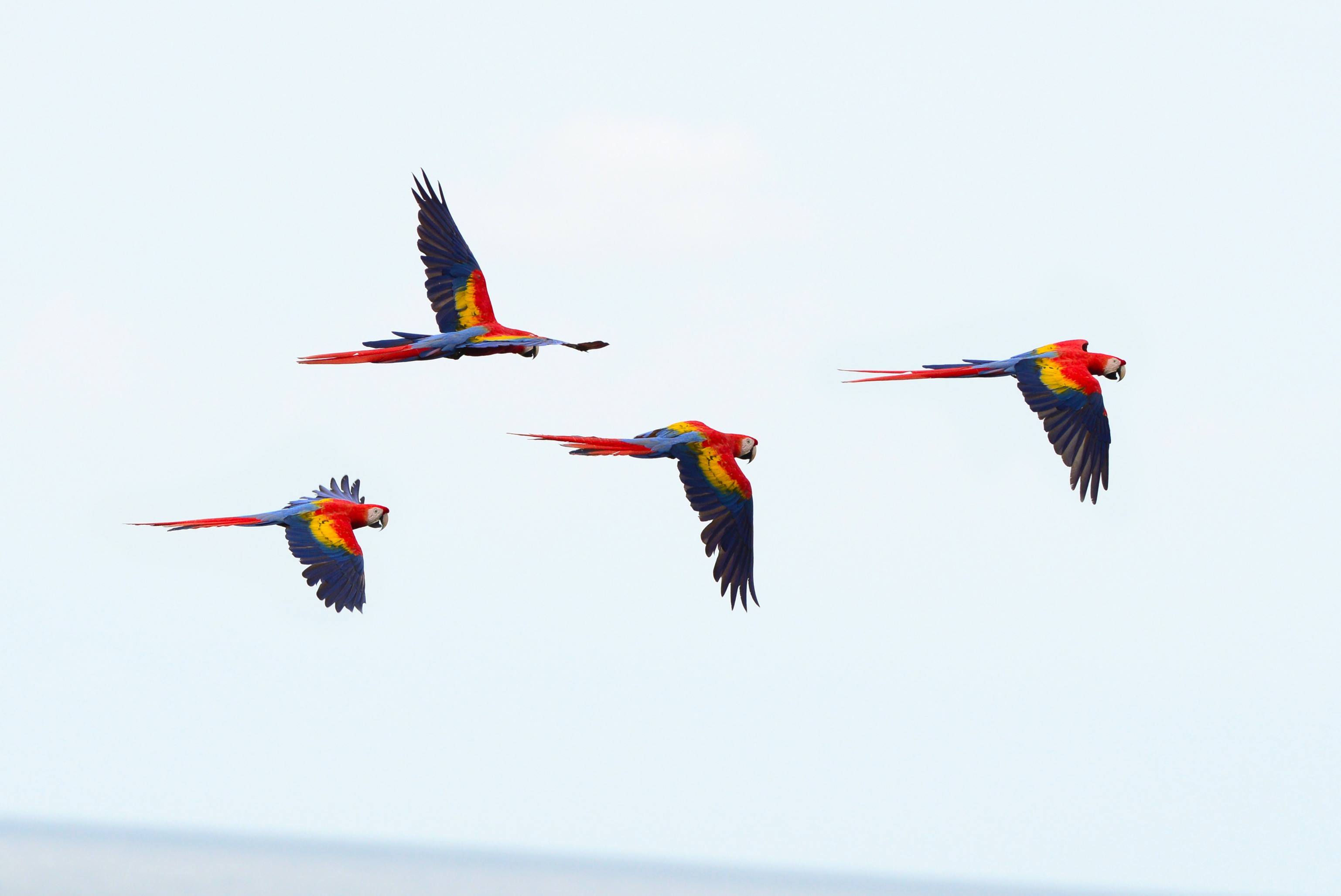 Vol de ara au dessus du parc national de Corcovado.