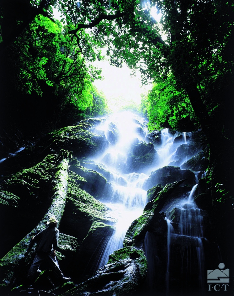 Cascades dans la forêt tropicale de Monteverde