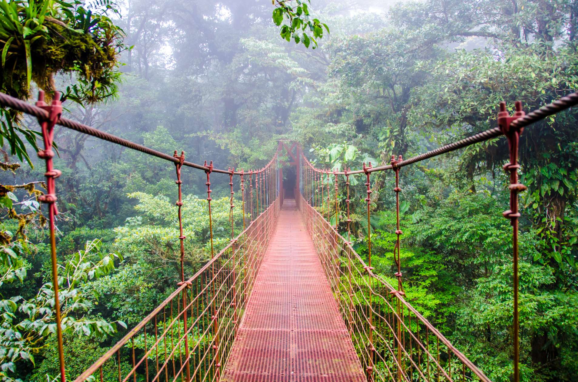 Pont suspendu dans la fore?t de Monteverde.
