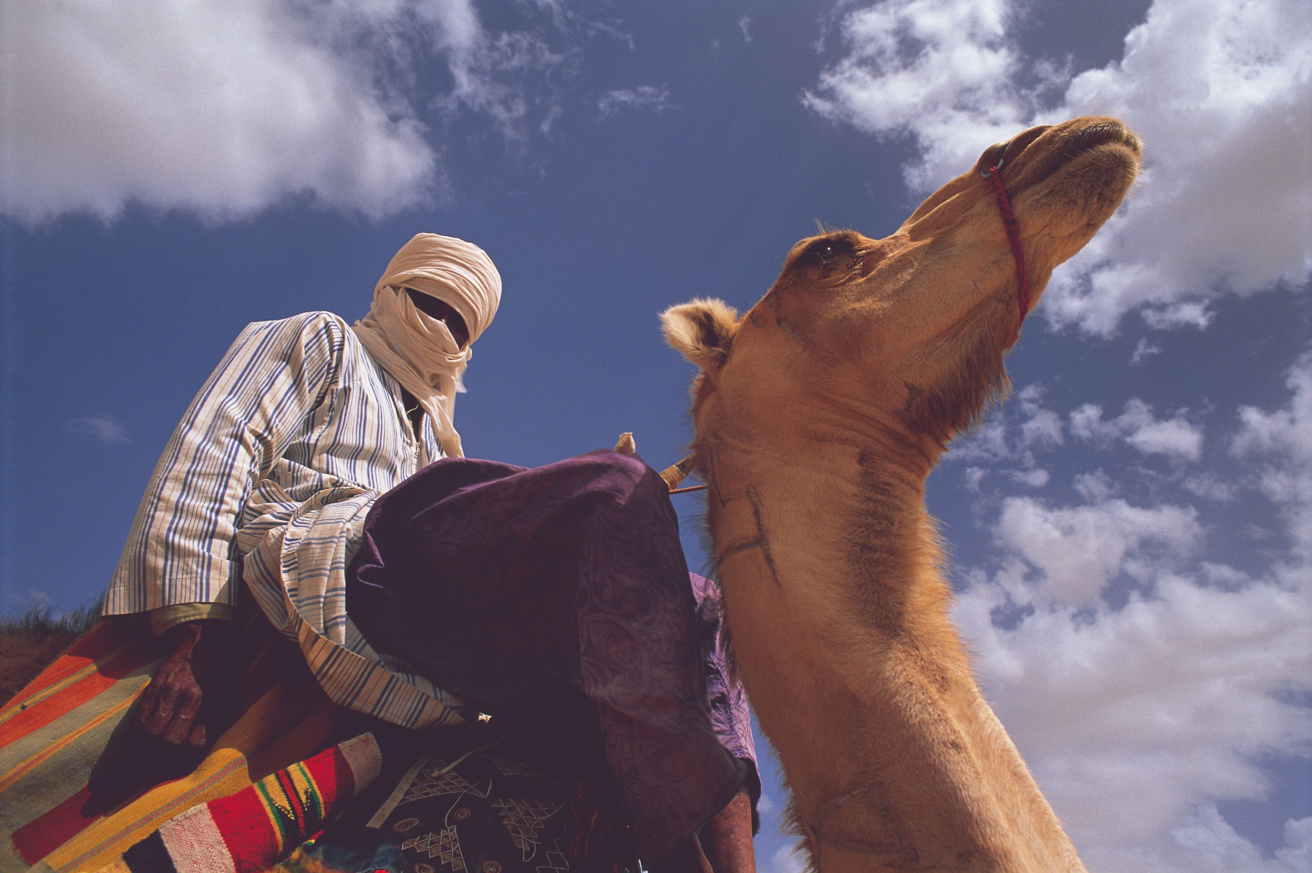 Touareg sur un dromadaire dans le Sahara.