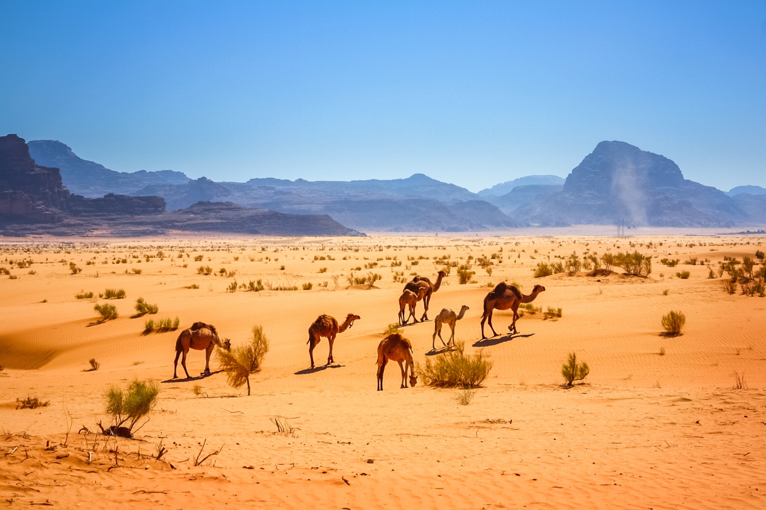 Dromadaires dans le désert de Wadi Rum.