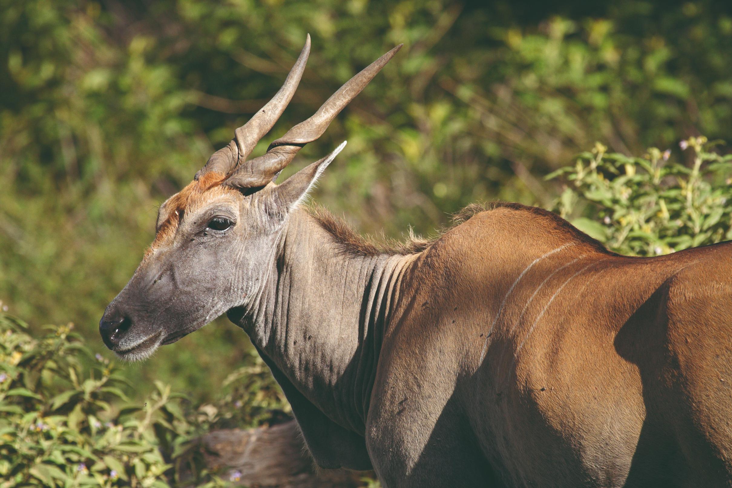 Éland du Arusha National Park