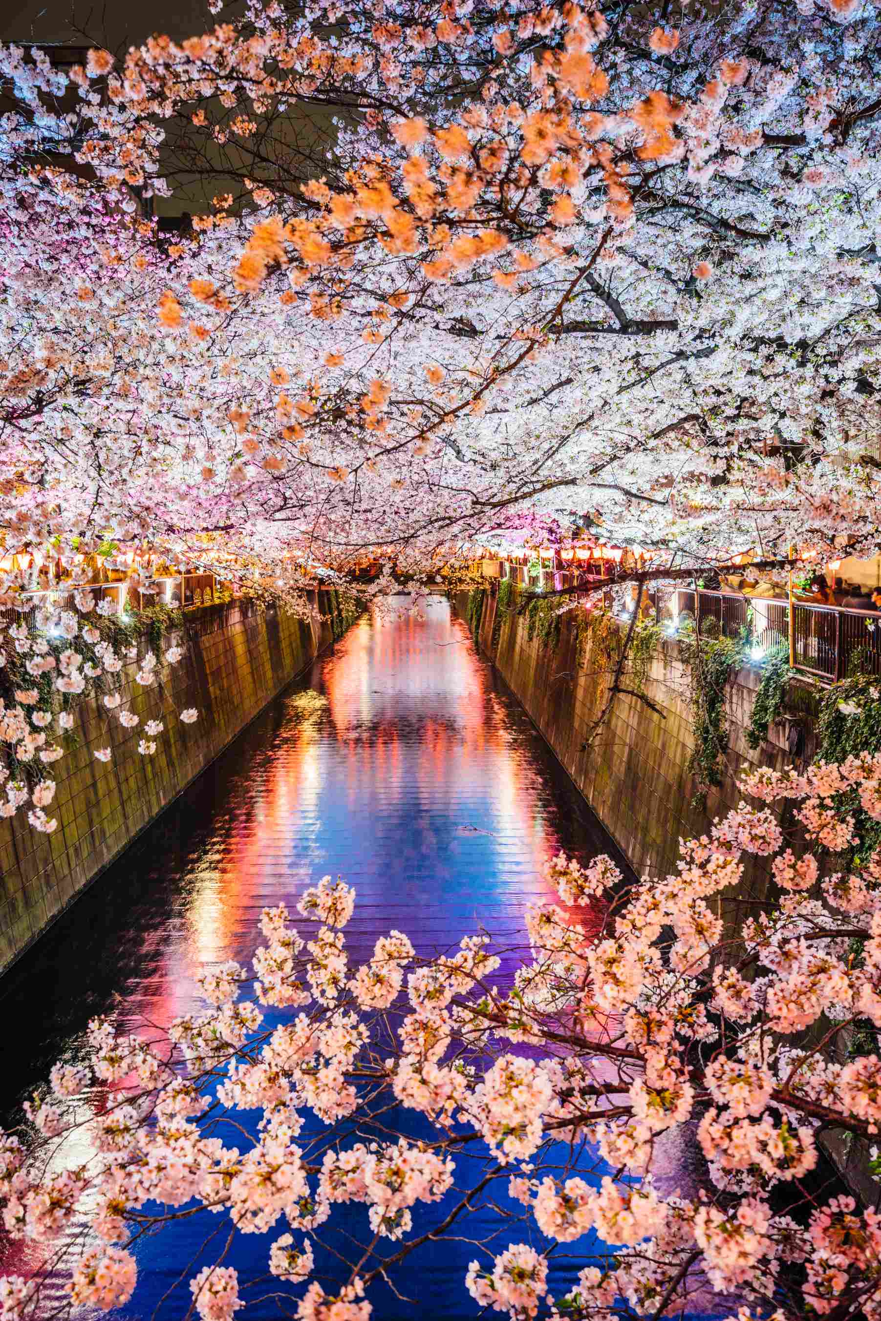 Saison des cerisiers en fleurs à Tokyo