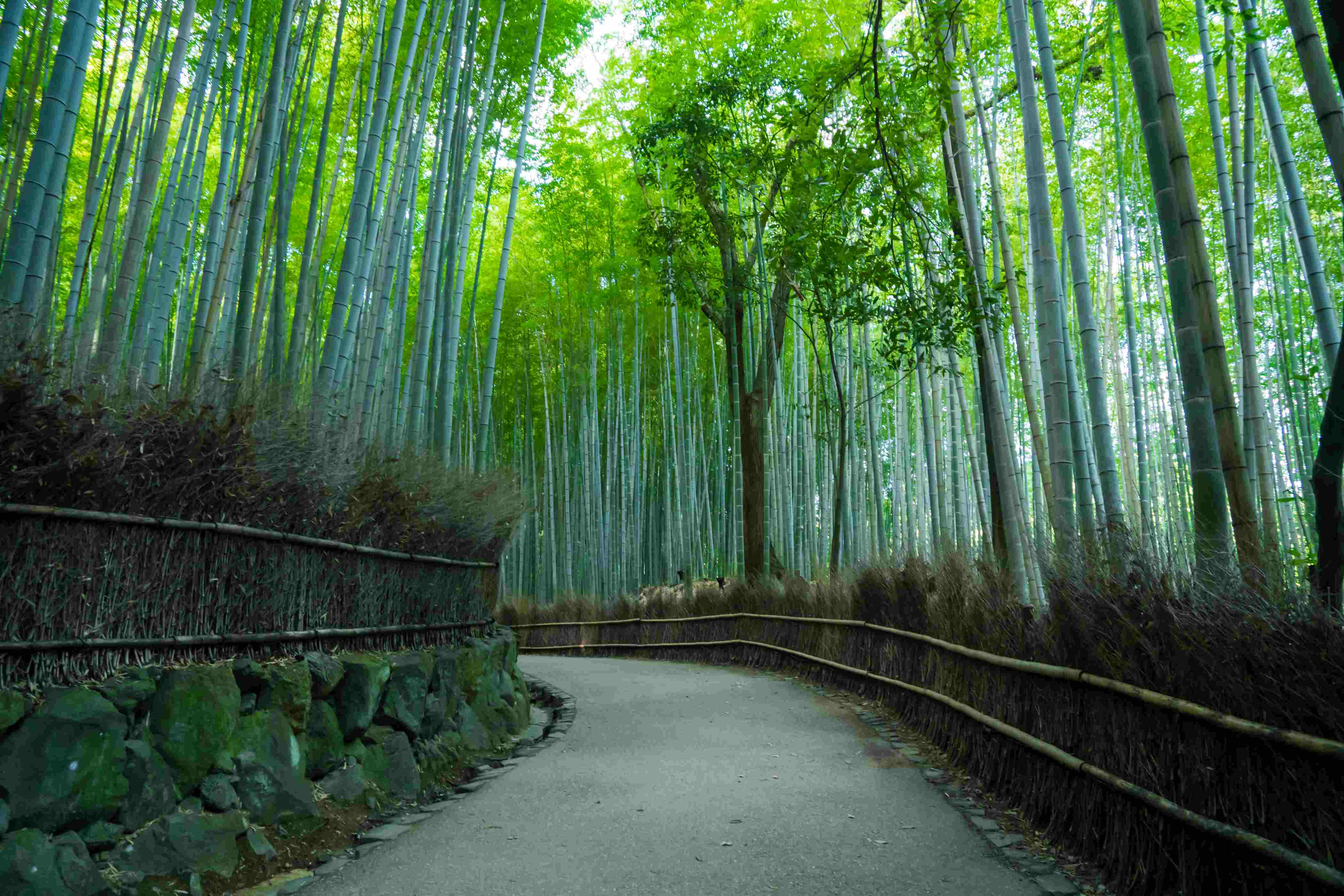 Forêt de bambou, Kyoto.