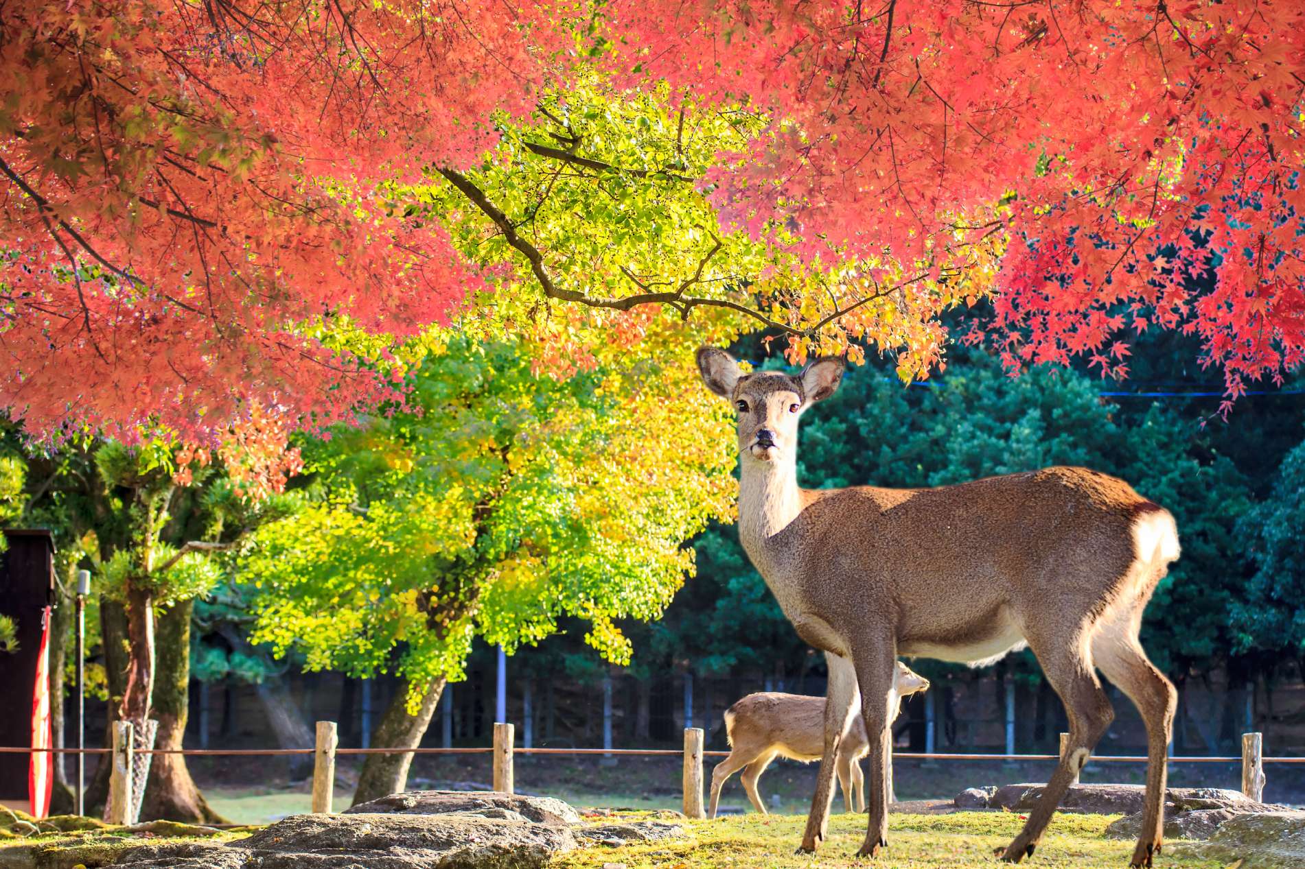 Dans le parc Nara.