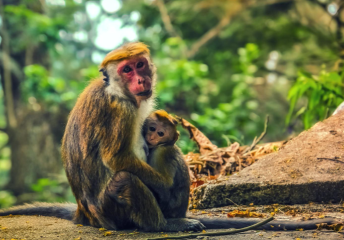 Monkeys of Sri Lanka