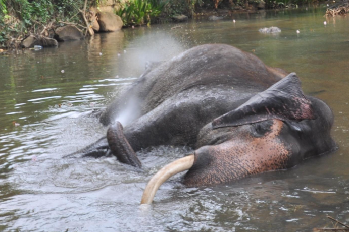 Elephant Freedom Project, Sri Lanka